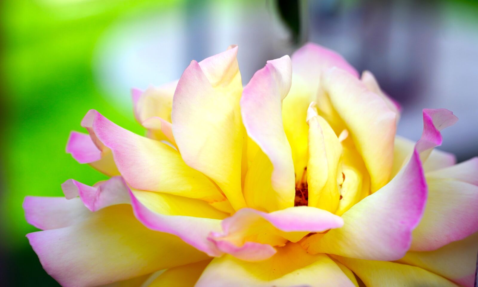 Sony E PZ 18-105mm F4 G OSS sample photo. Rose, blossom, bloom photography