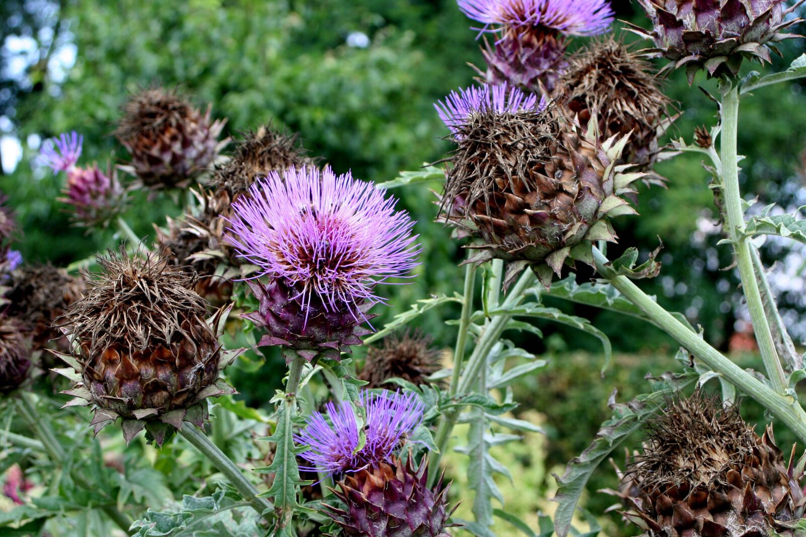 Canon EOS 20D sample photo. Artichoke flower, plant, purple photography