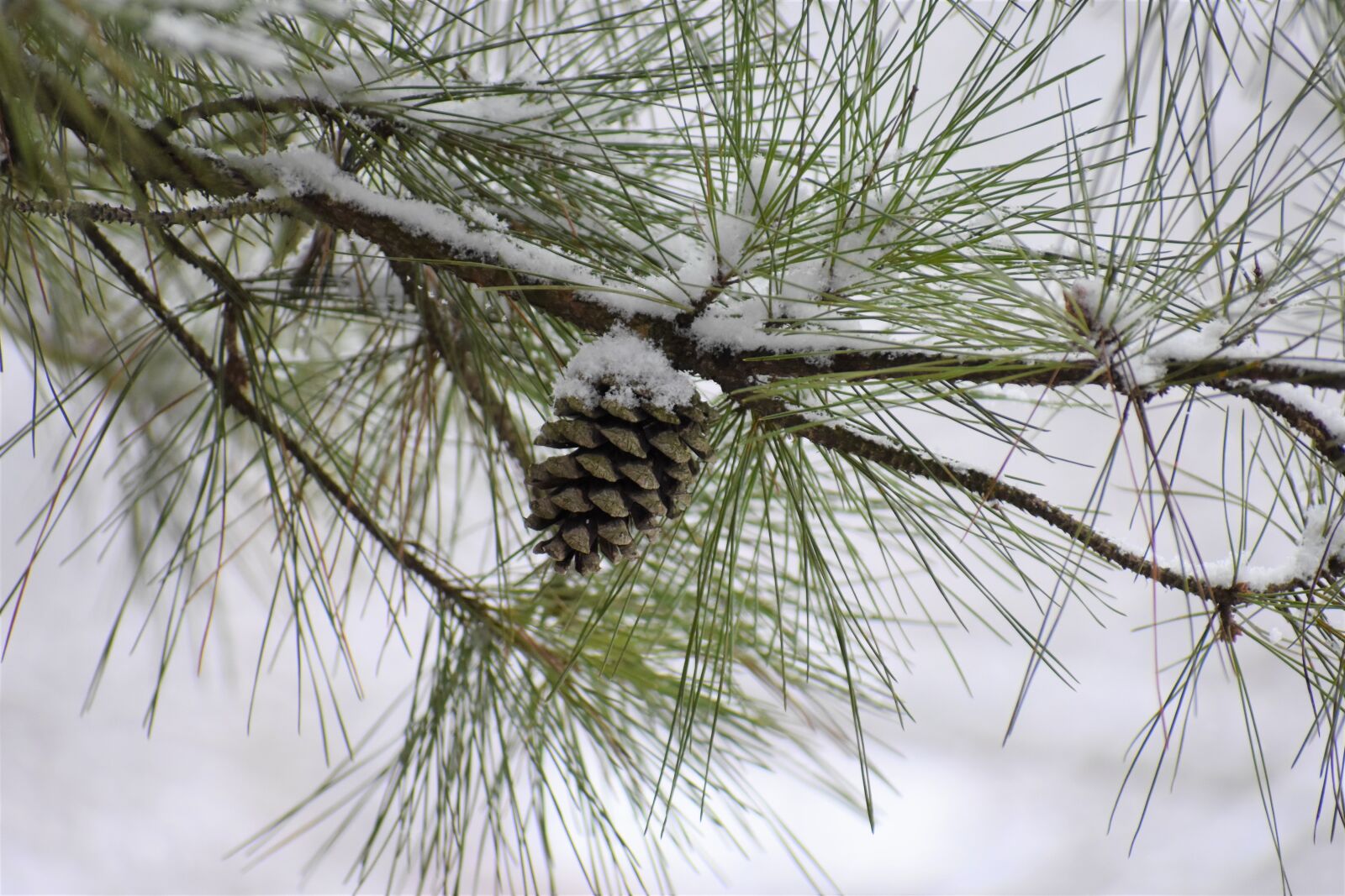 Nikon D3400 sample photo. Pine, needle, winter photography