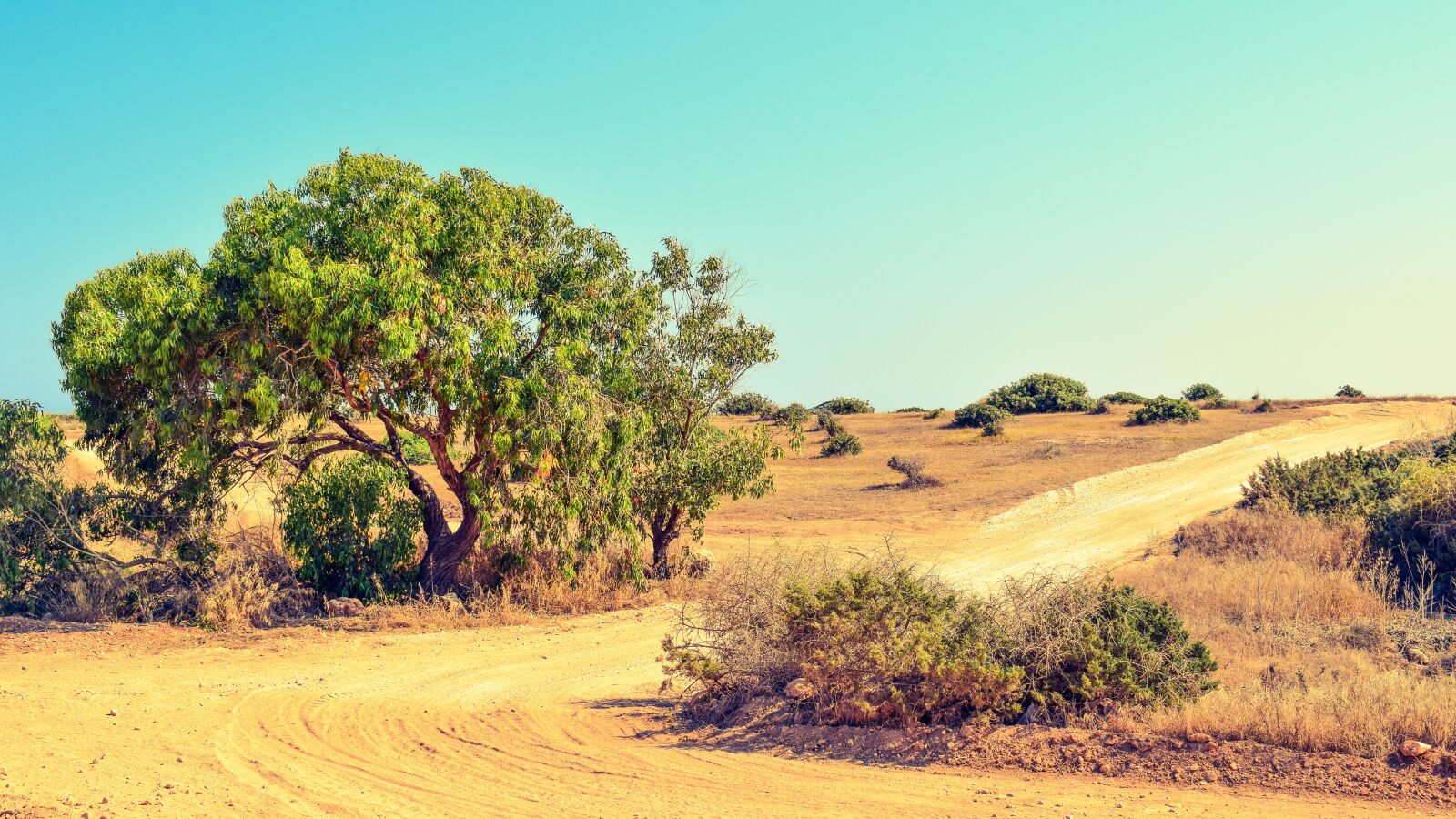 Nikon D3300 sample photo. Tree, dirt road, dusty photography