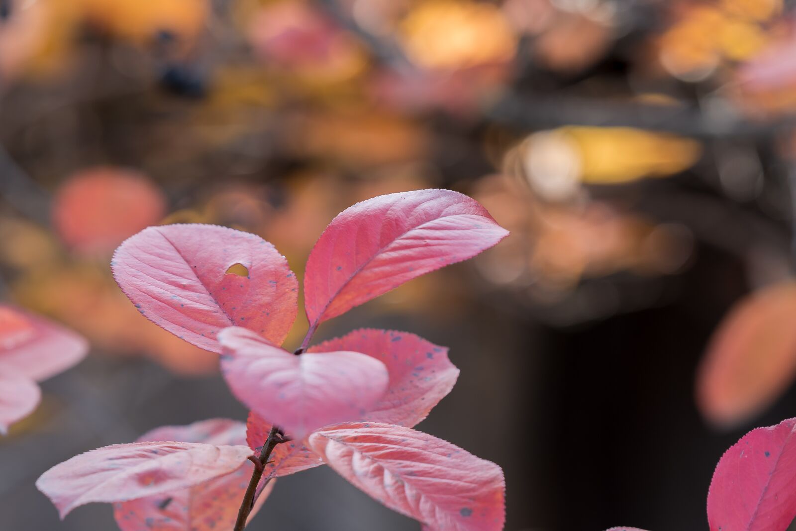 Nikon D7200 sample photo. Foliage, autumn, nature photography