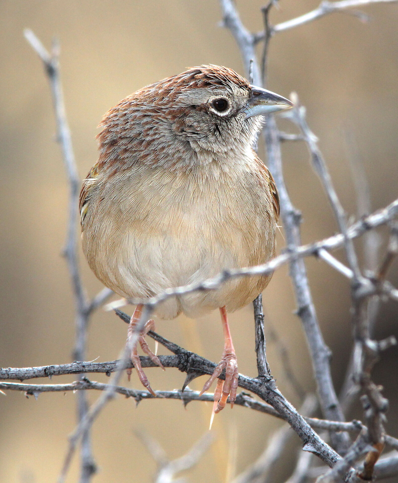 Canon EF 300mm F4L IS USM sample photo