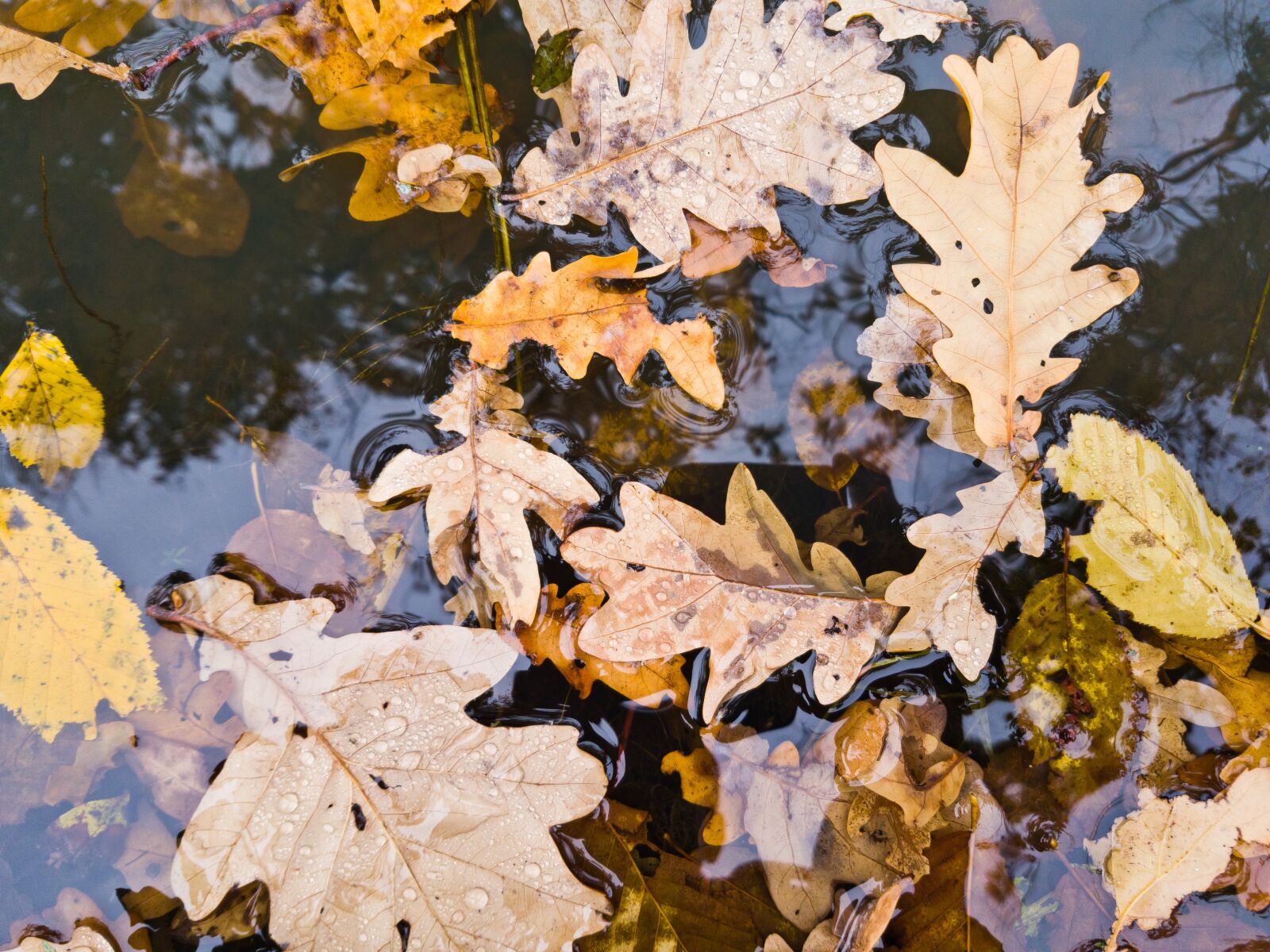 Samsung Galaxy S7 Edge sample photo. Autumn, leaves, water surface photography