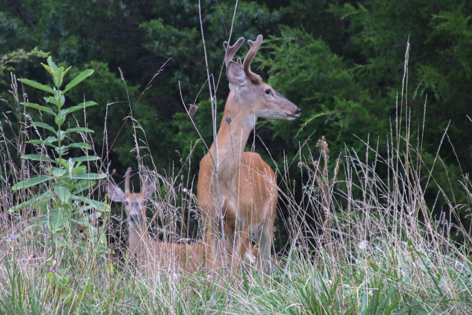 Canon EF 28-135mm F3.5-5.6 IS USM sample photo. Deer, nature, animal photography