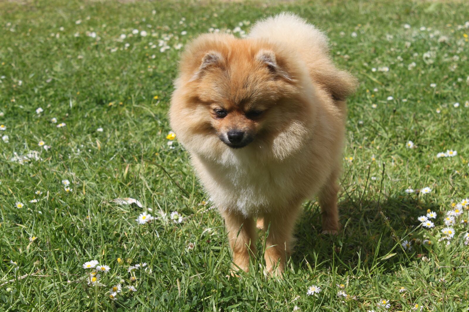 Canon EOS 500D (EOS Rebel T1i / EOS Kiss X3) sample photo. Spitz miniature, dog, animals photography
