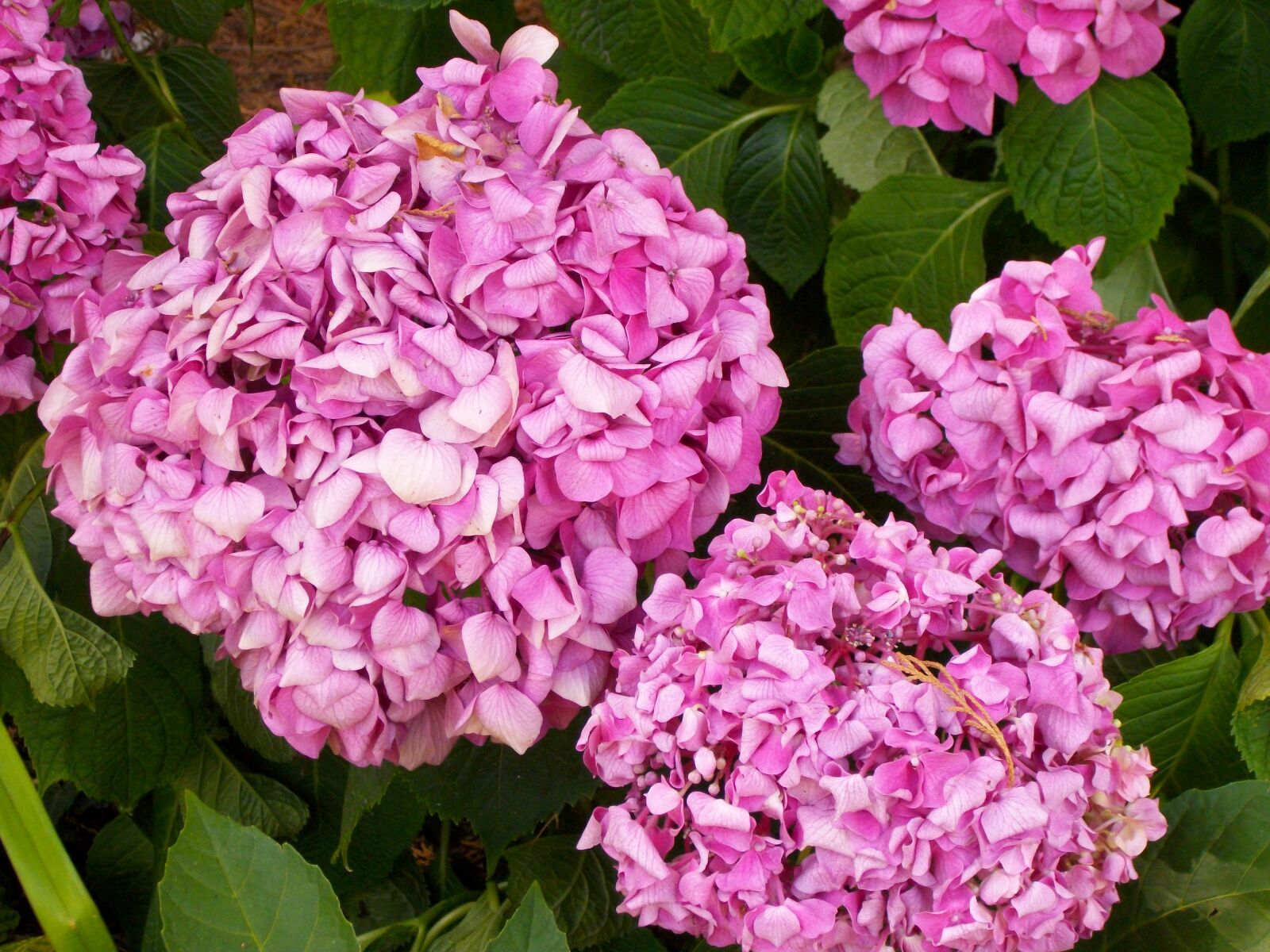 Pentax Optio M85 sample photo. Hydrangea, fuchsia, pink-bright photography