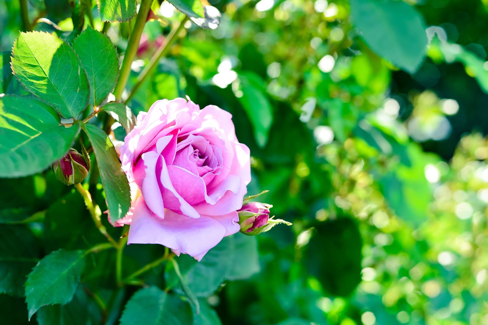 Nikon Df sample photo. Plant, natural, rose photography
