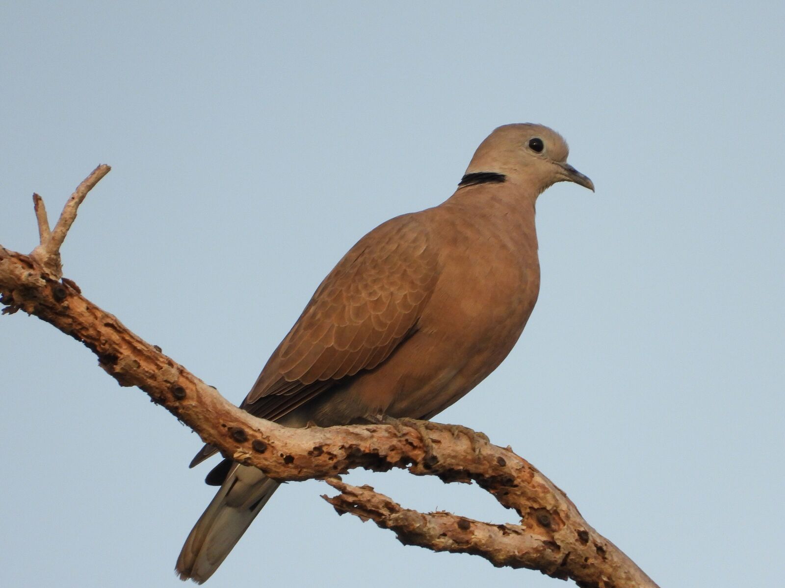 Nikon Coolpix P1000 sample photo. Birds, cuckoo, animals photography