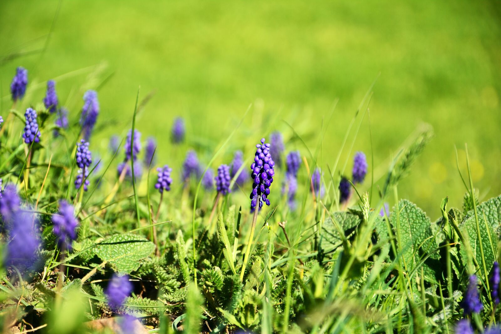 Nikon D7100 sample photo. Nature, flower, chan photography