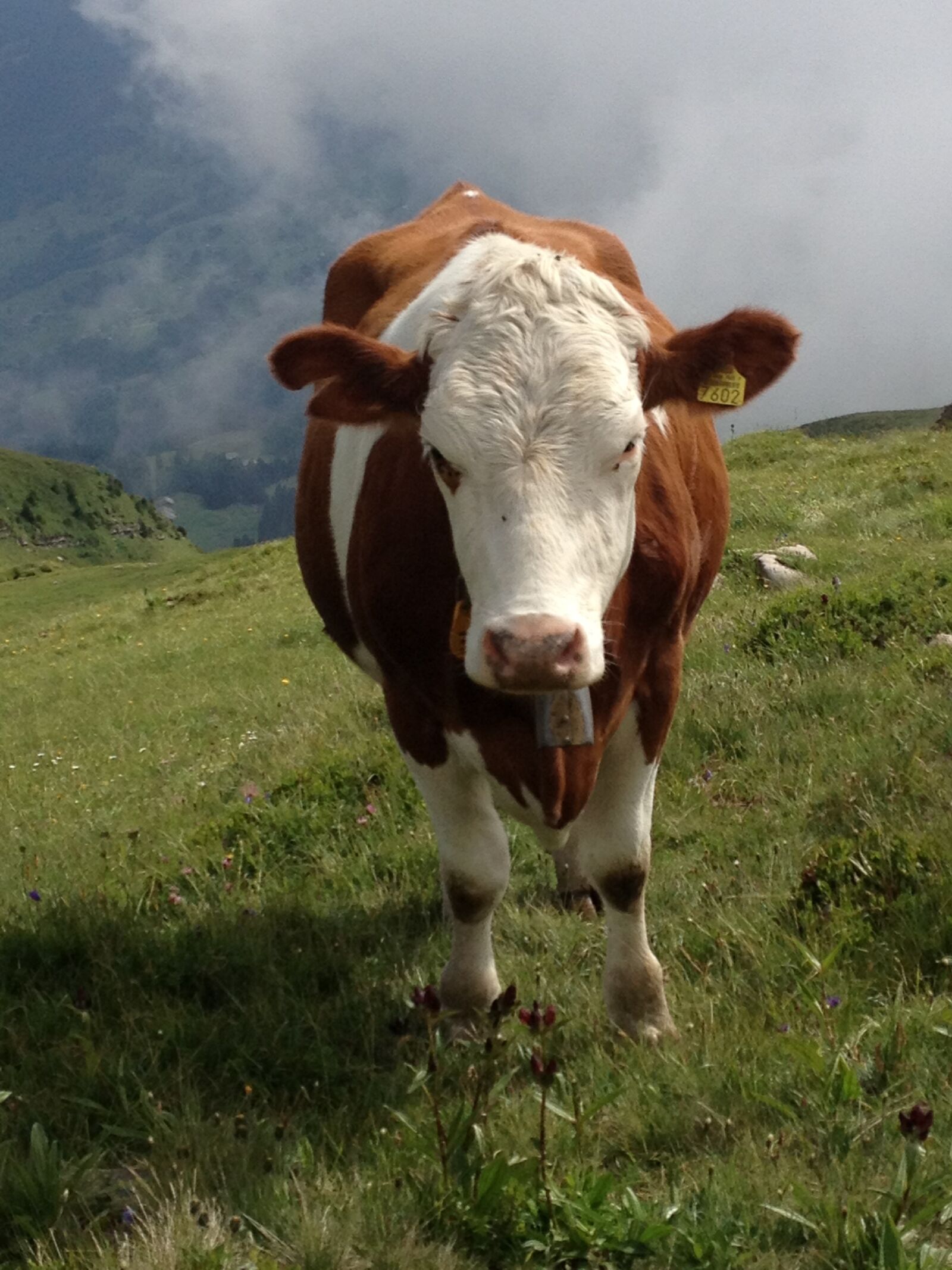Apple iPhone 4S sample photo. Cow, animal, livestock photography