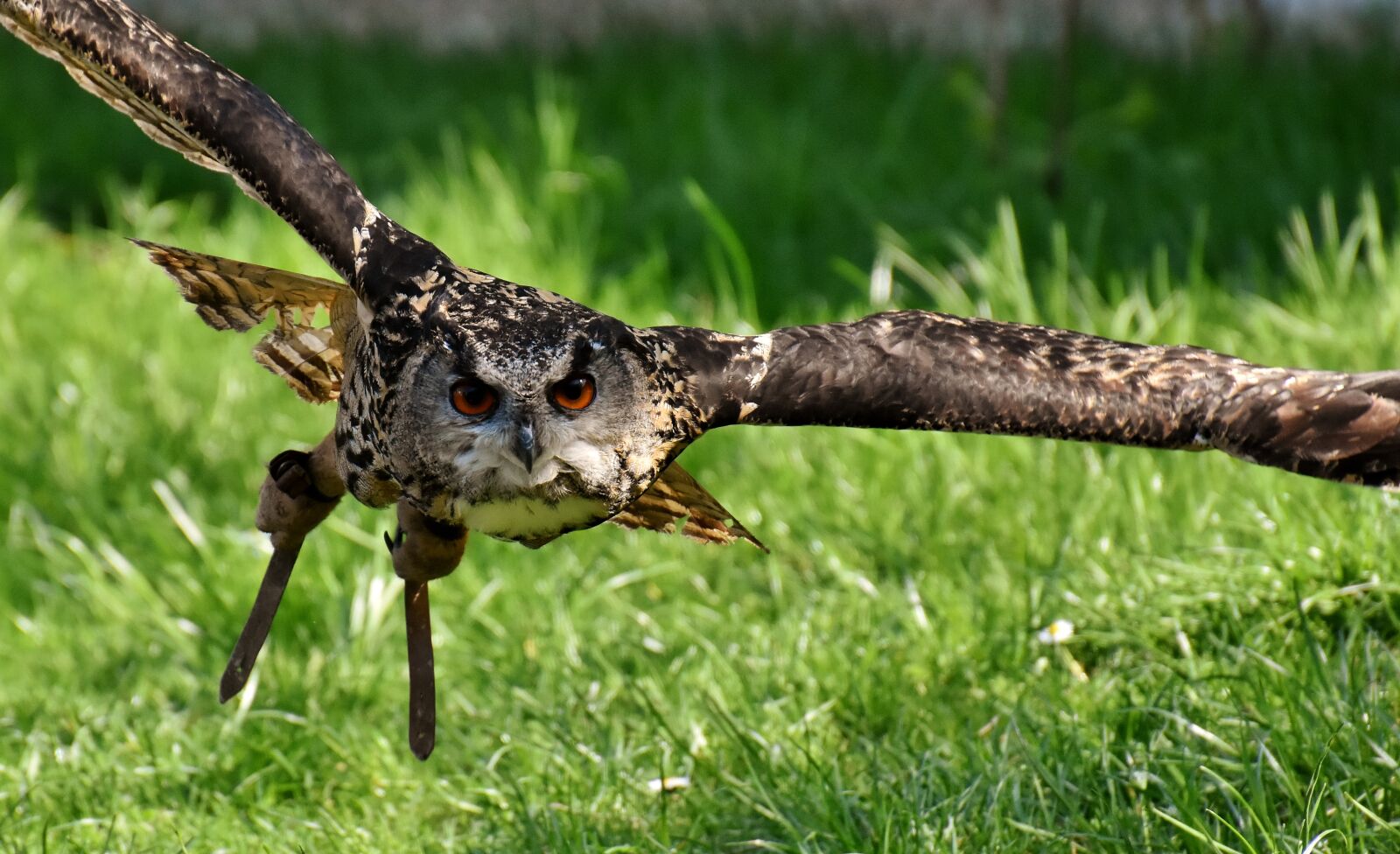 Nikon D7200 sample photo. Owl, bird, feather photography