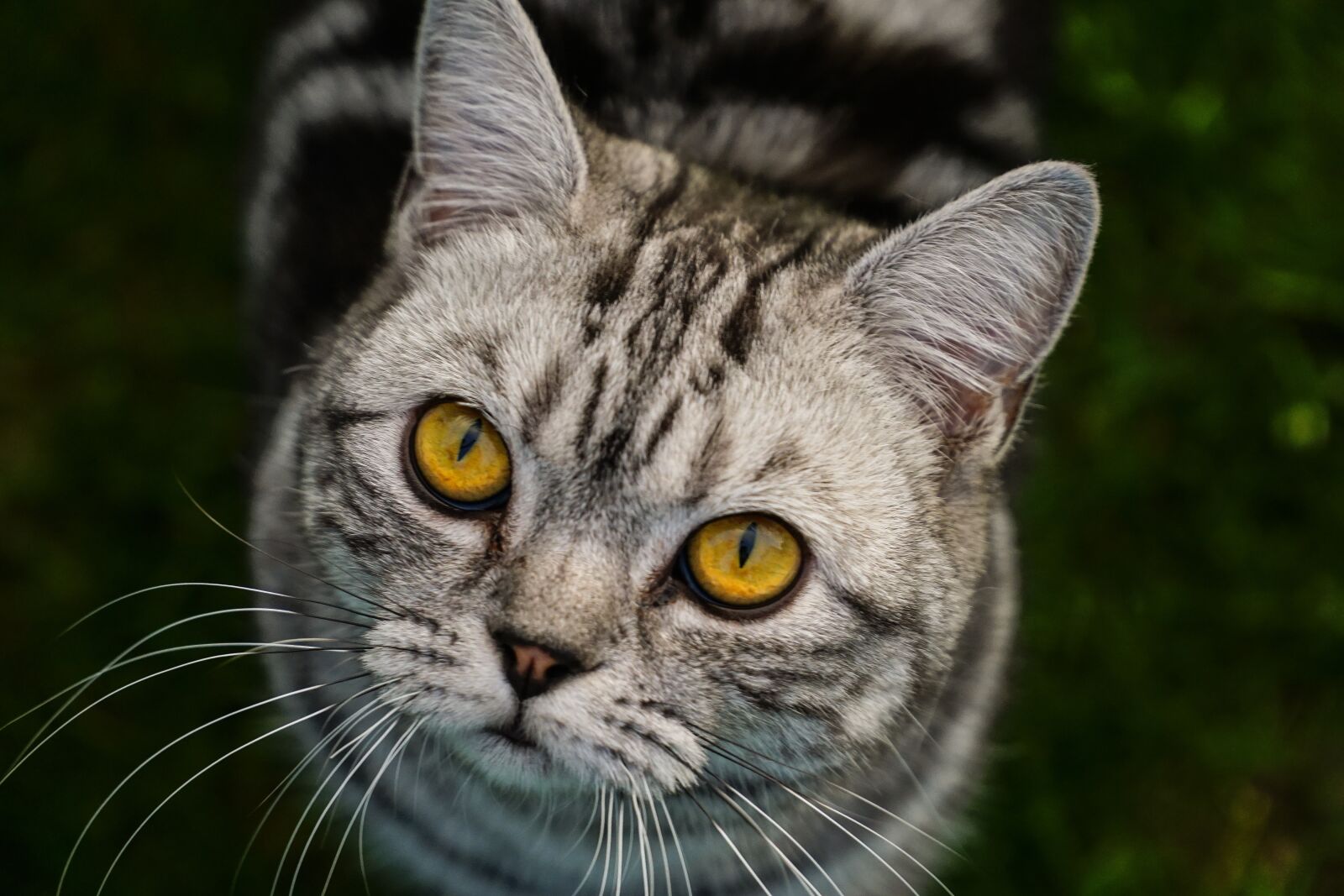 Sony a6000 sample photo. Cat, close up, animal photography