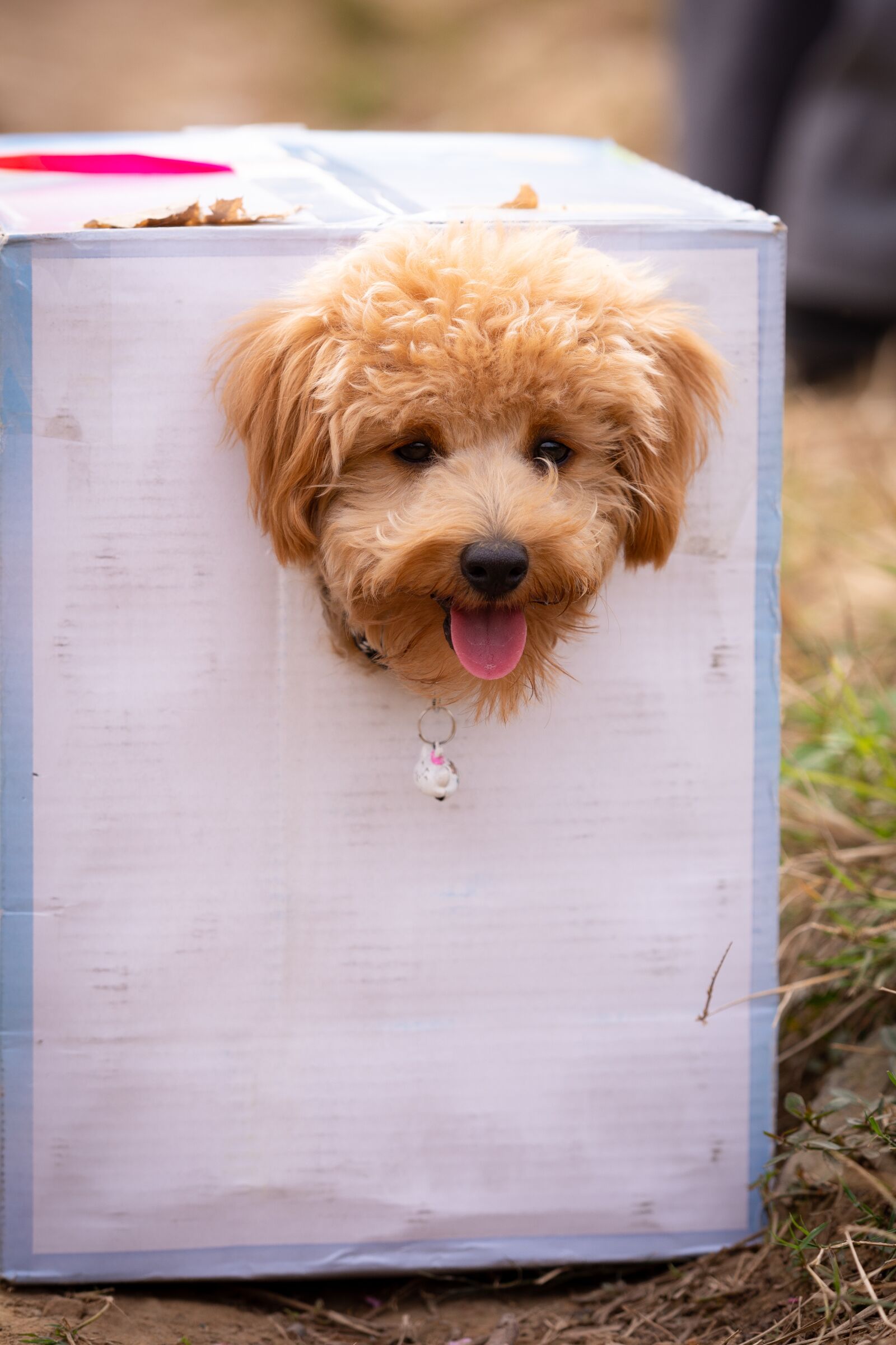 Nikon D7100 sample photo. Dog, animal, puppy photography