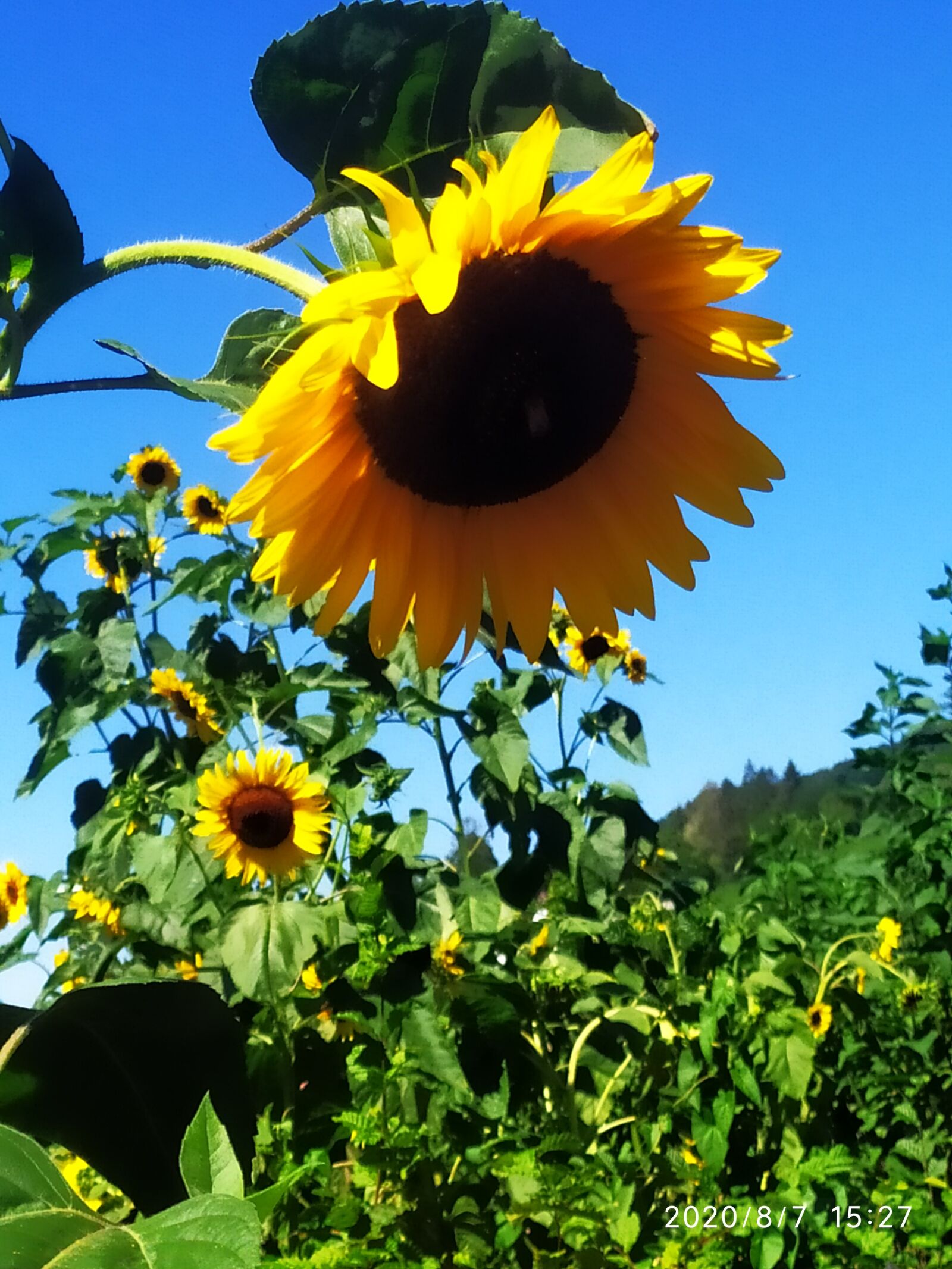 Xiaomi Redmi Note 7 sample photo. Sunflower, summer, flower photography
