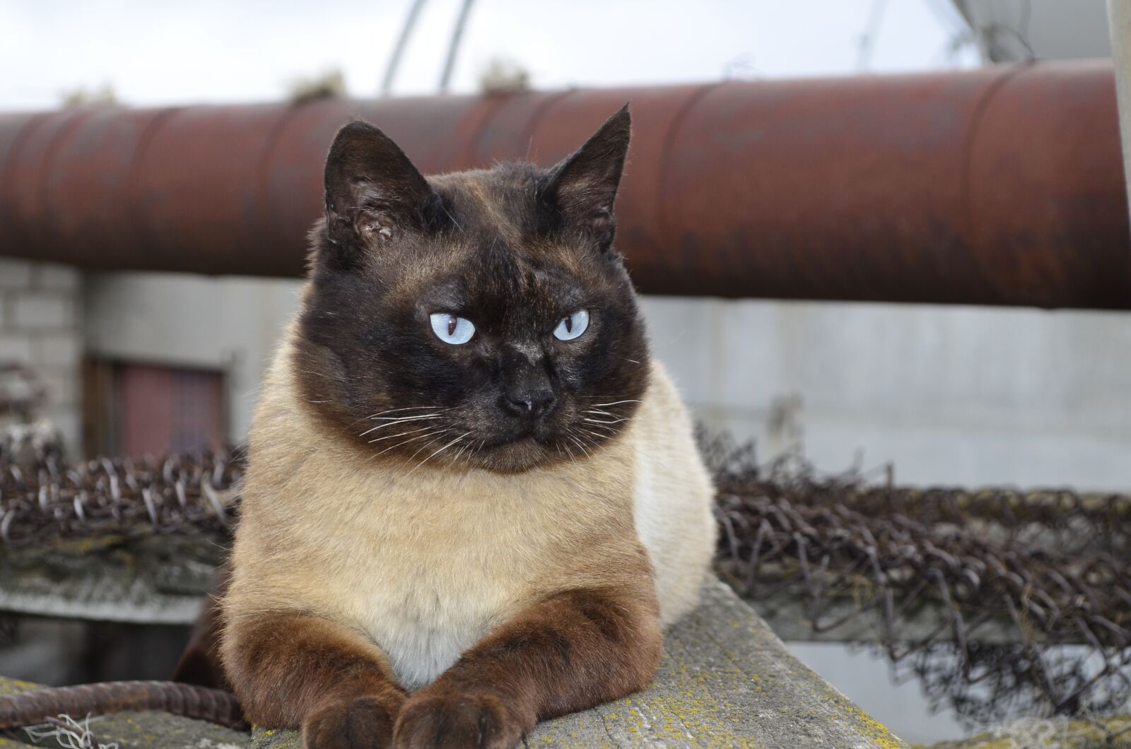 Nikon D5100 sample photo. Cat, siamese cat, the photography