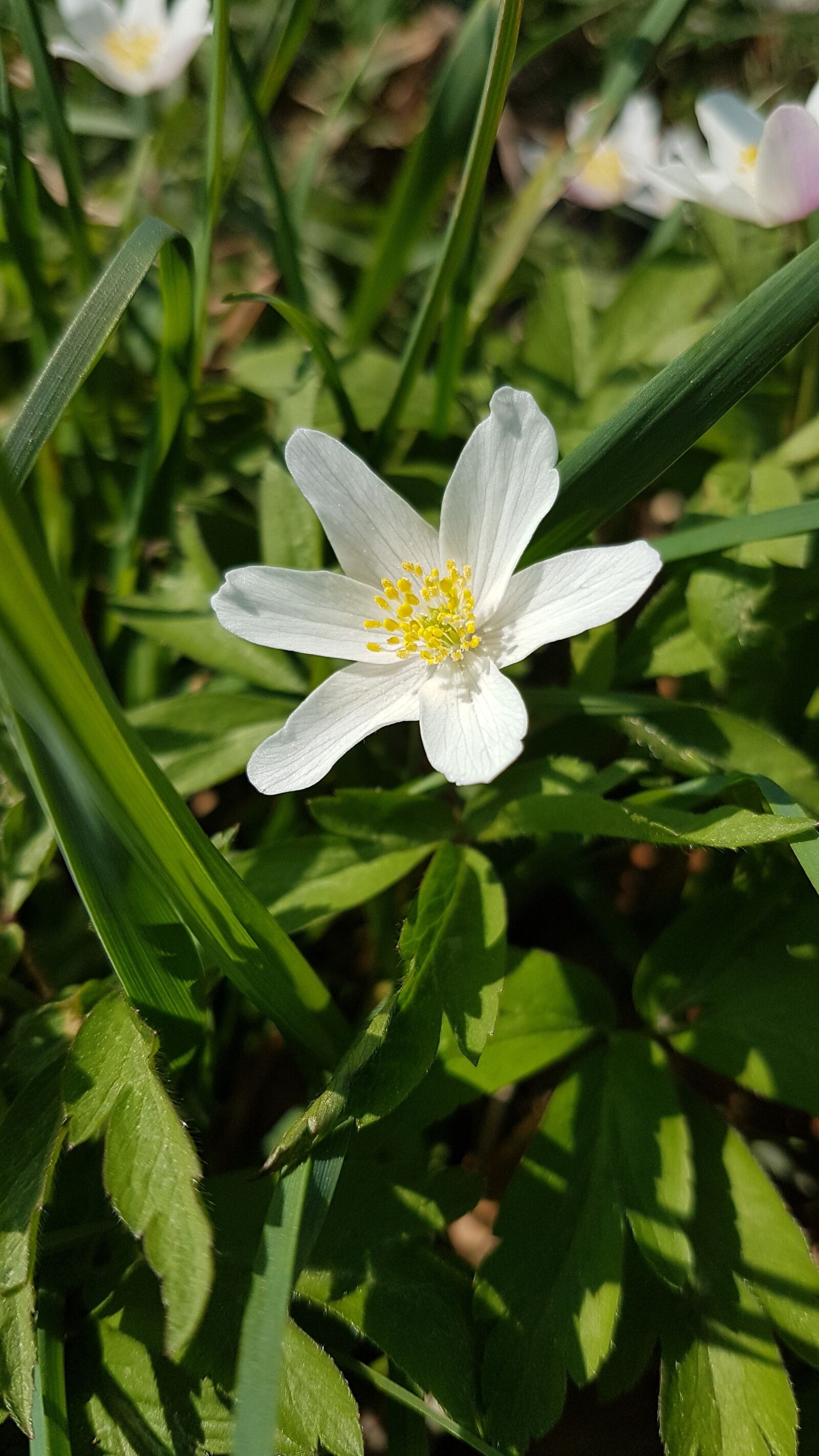 Samsung Galaxy S7 sample photo. Flower, spring, nature photography