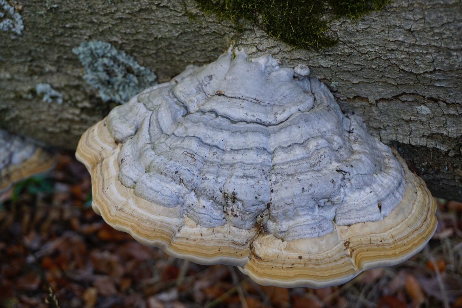 Sony a6000 sample photo. Mushroom, tree fungus, forest photography