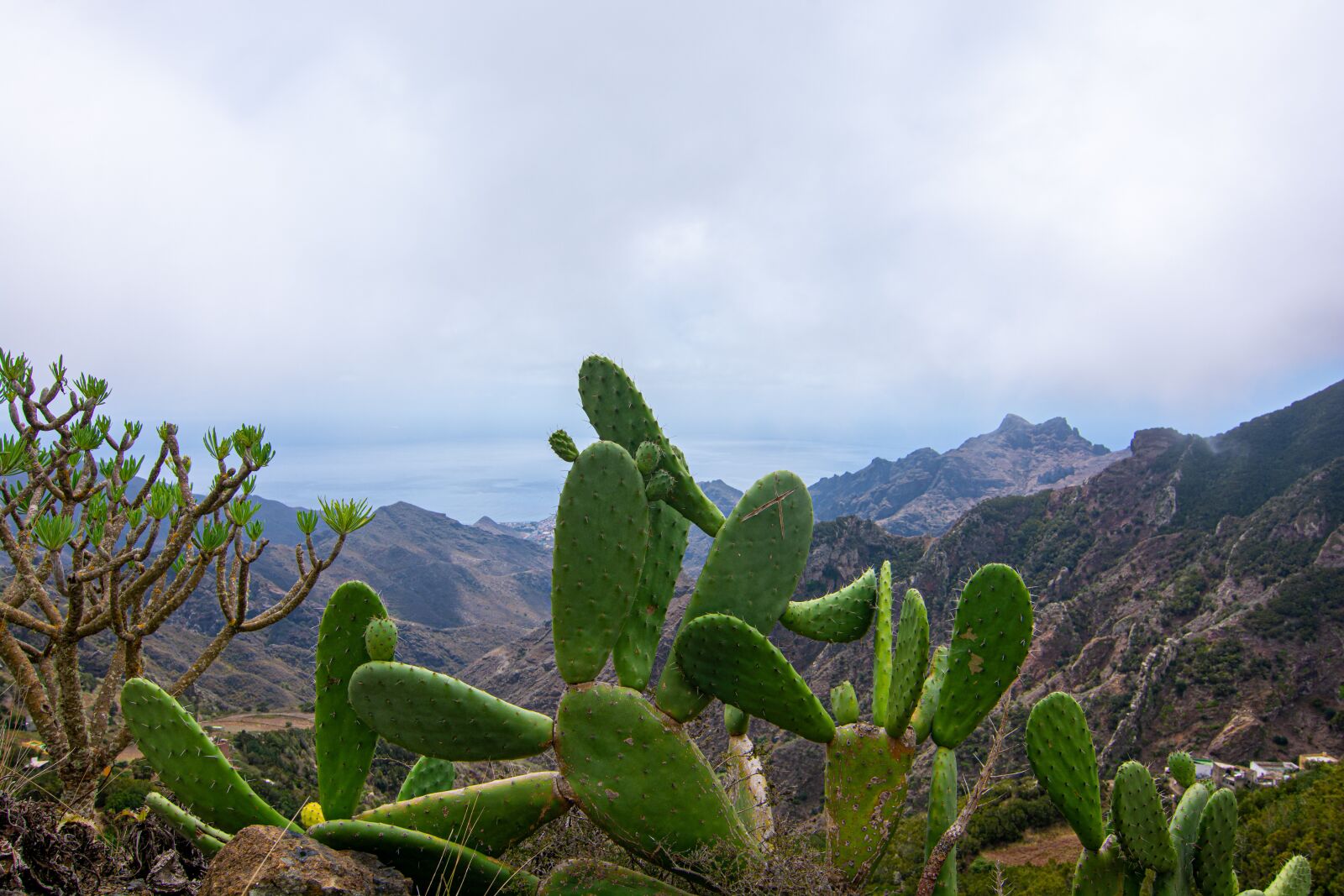 Nikon D7100 sample photo. Cactus, landscapes, mountains photography