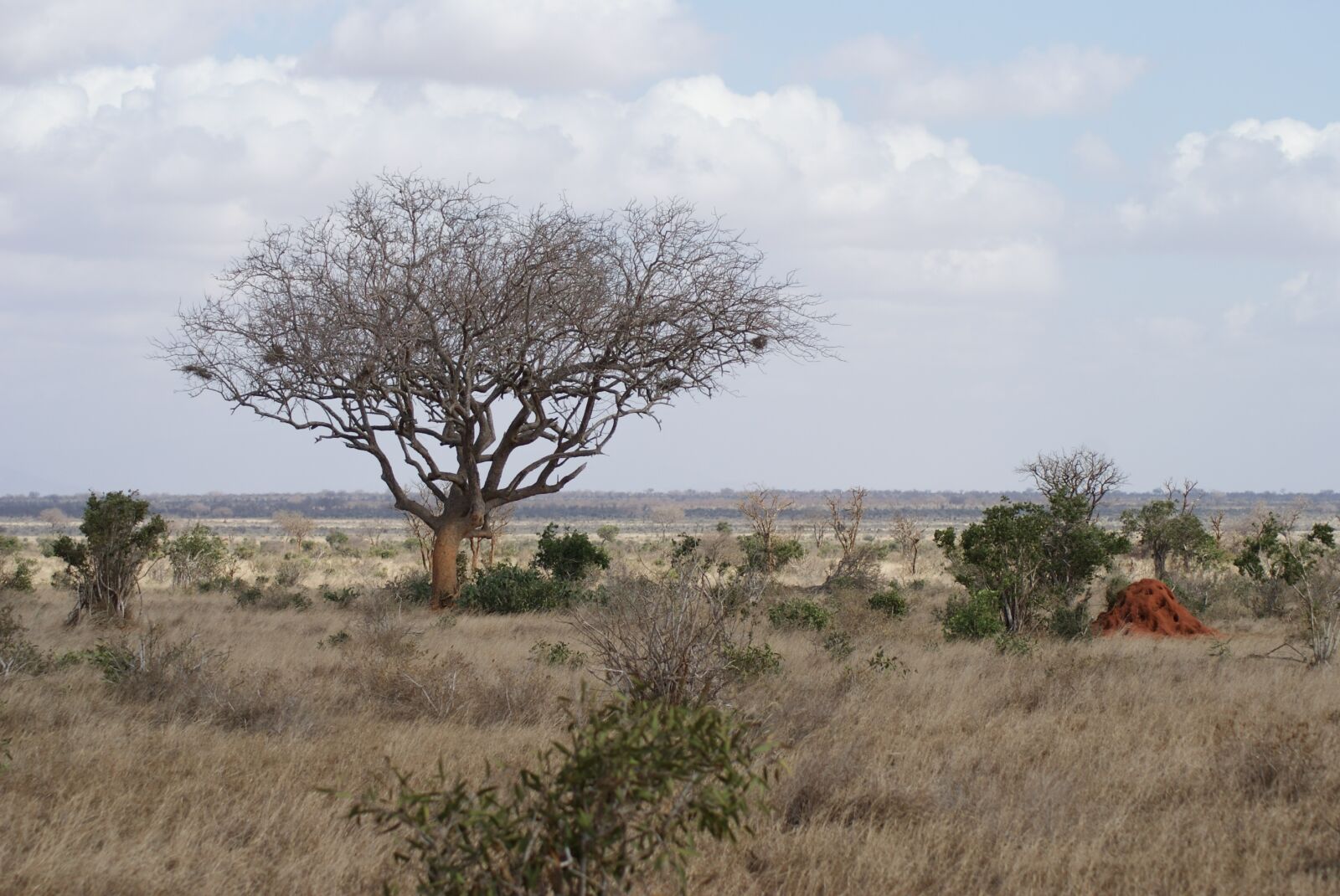 Sony Alpha DSLR-A200 sample photo. Nature, tree, landscape photography