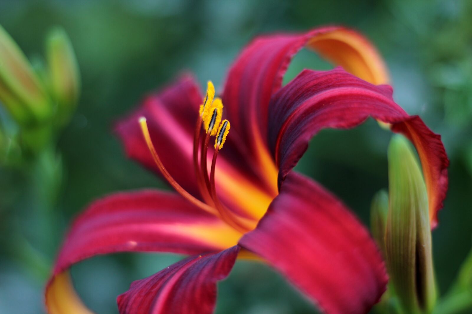 Canon EOS 600D (Rebel EOS T3i / EOS Kiss X5) sample photo. Hemerocallis crimson pirate, daylily photography