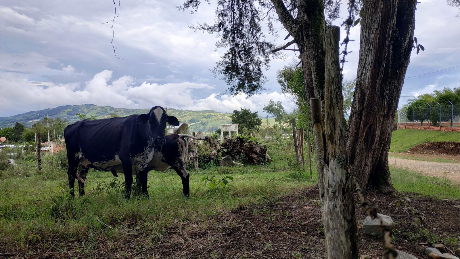 Xiaomi Redmi Note 5 sample photo. Cow, calf, animals photography