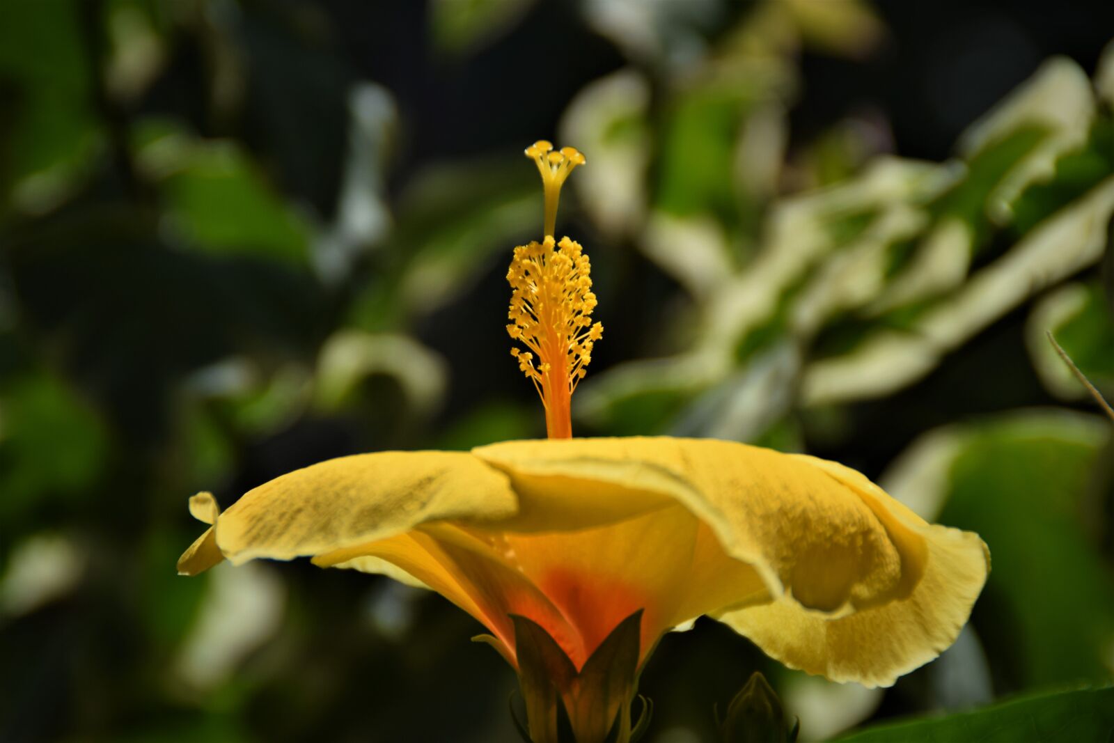 Nikon D5300 sample photo. Hibiscus, blossom, bloom photography