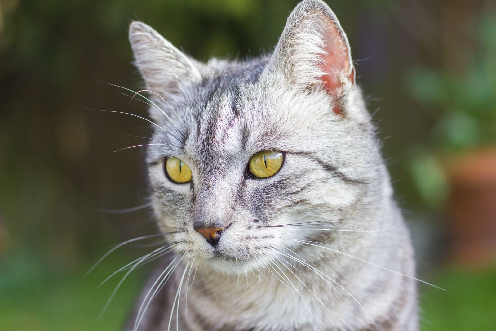Canon EOS 600D (Rebel EOS T3i / EOS Kiss X5) + Canon EF 50mm F1.8 STM sample photo. Animal, cute, cat photography