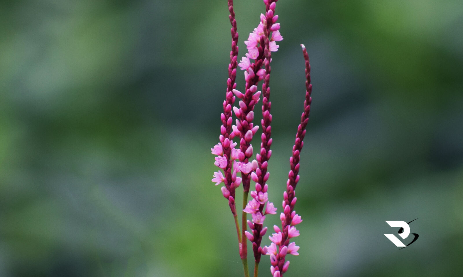 Nikon D3300 sample photo