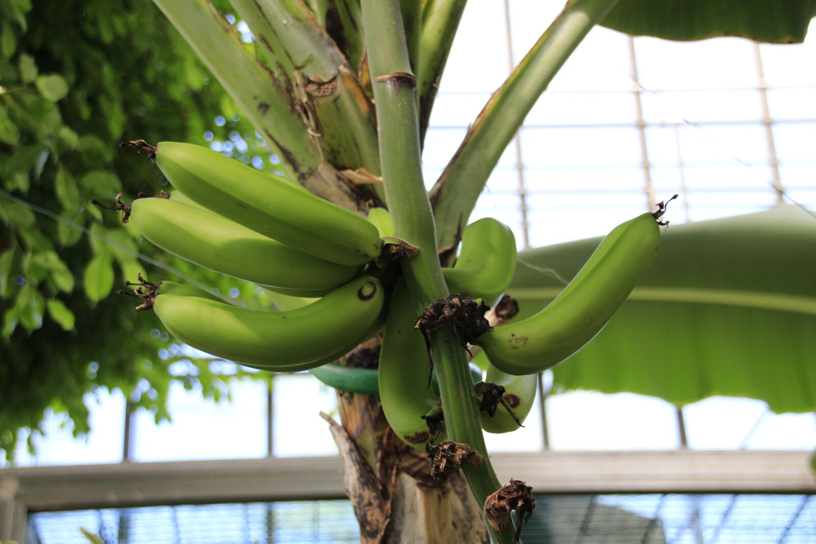Canon EOS 700D (EOS Rebel T5i / EOS Kiss X7i) sample photo. Banana shrub, bananas, banana photography