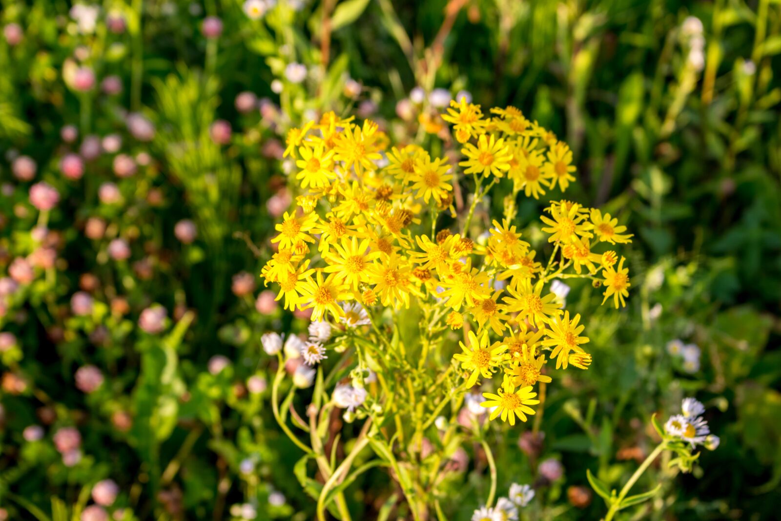 Canon EOS 100D (EOS Rebel SL1 / EOS Kiss X7) sample photo. Flowers, background, the substrate photography