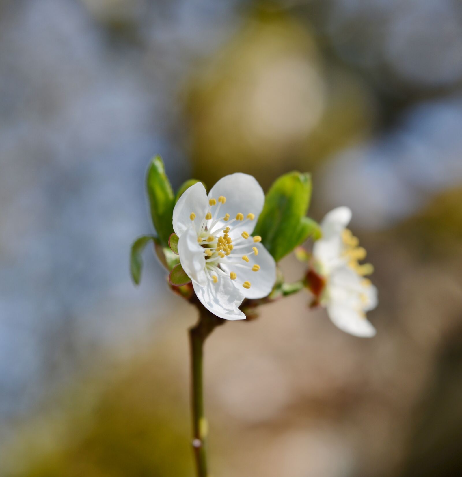 Nikon D600 sample photo. Blossom, nature, flower photography