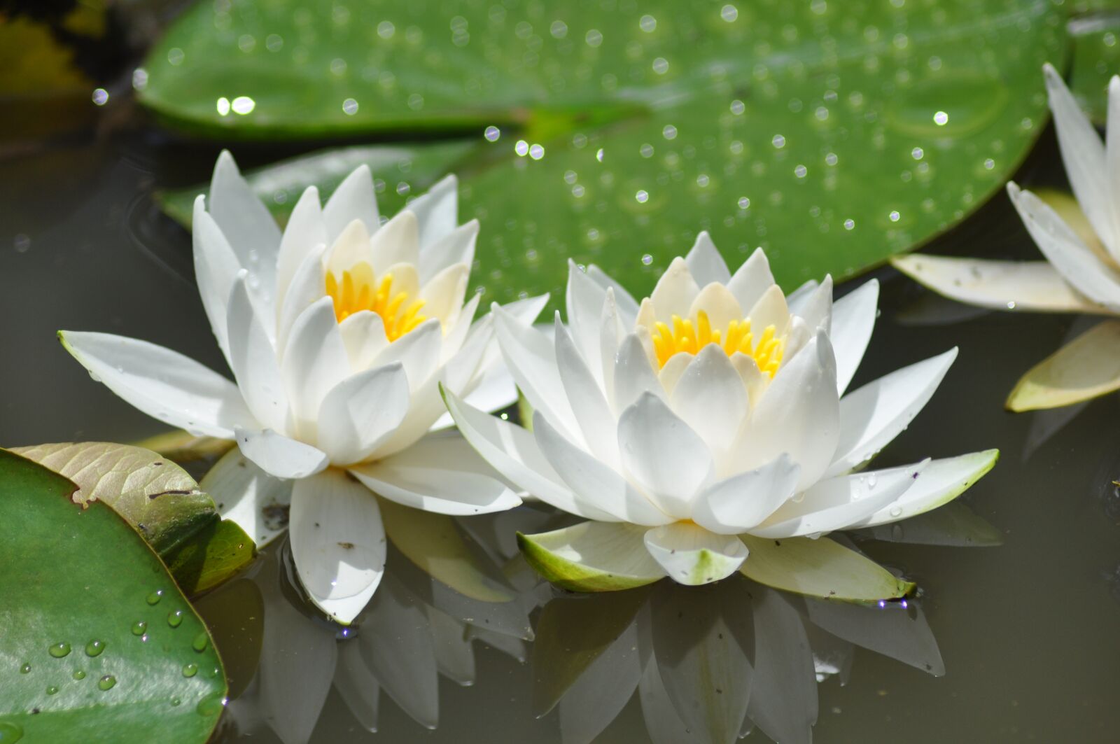 Nikon D90 sample photo. Plants, flowers, leaf photography