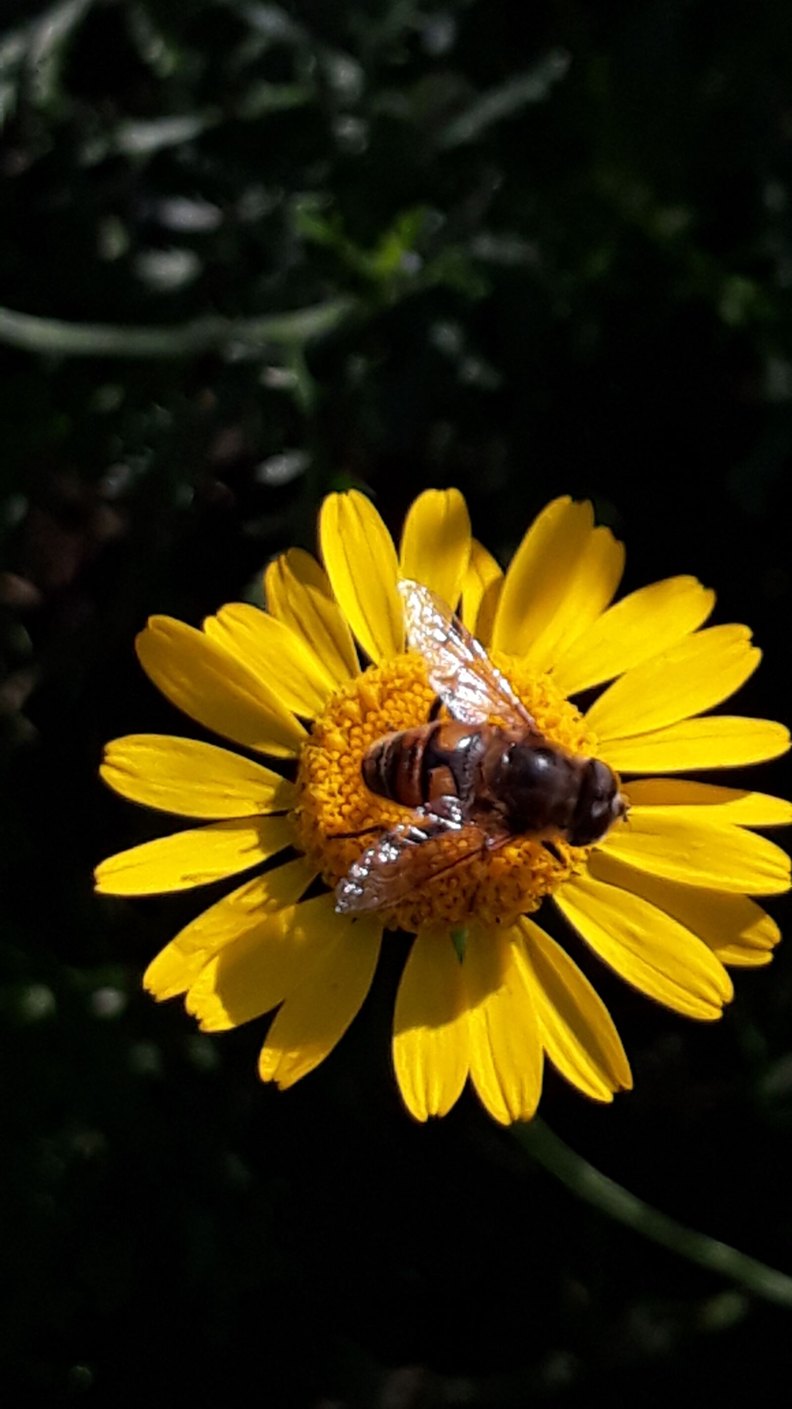 Samsung Galaxy J5 sample photo. Bee, bees, flowers photography