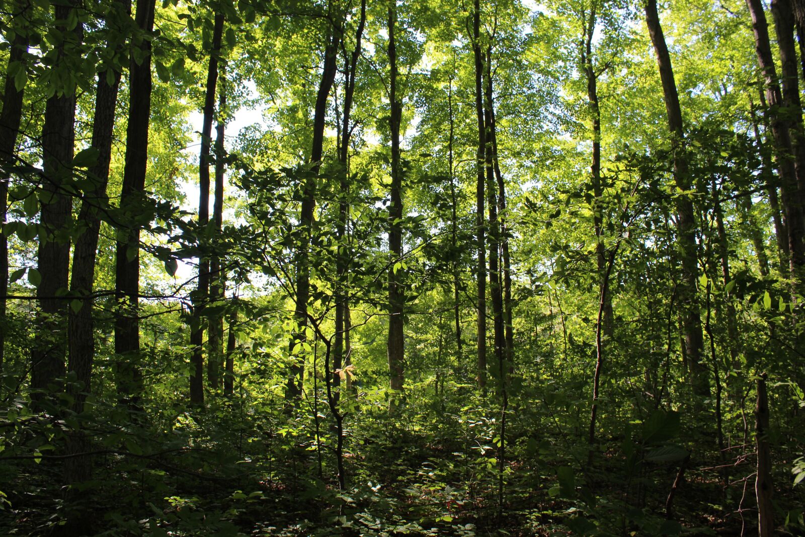 Canon EOS 1300D (EOS Rebel T6 / EOS Kiss X80) sample photo. Forest, trees, nature photography