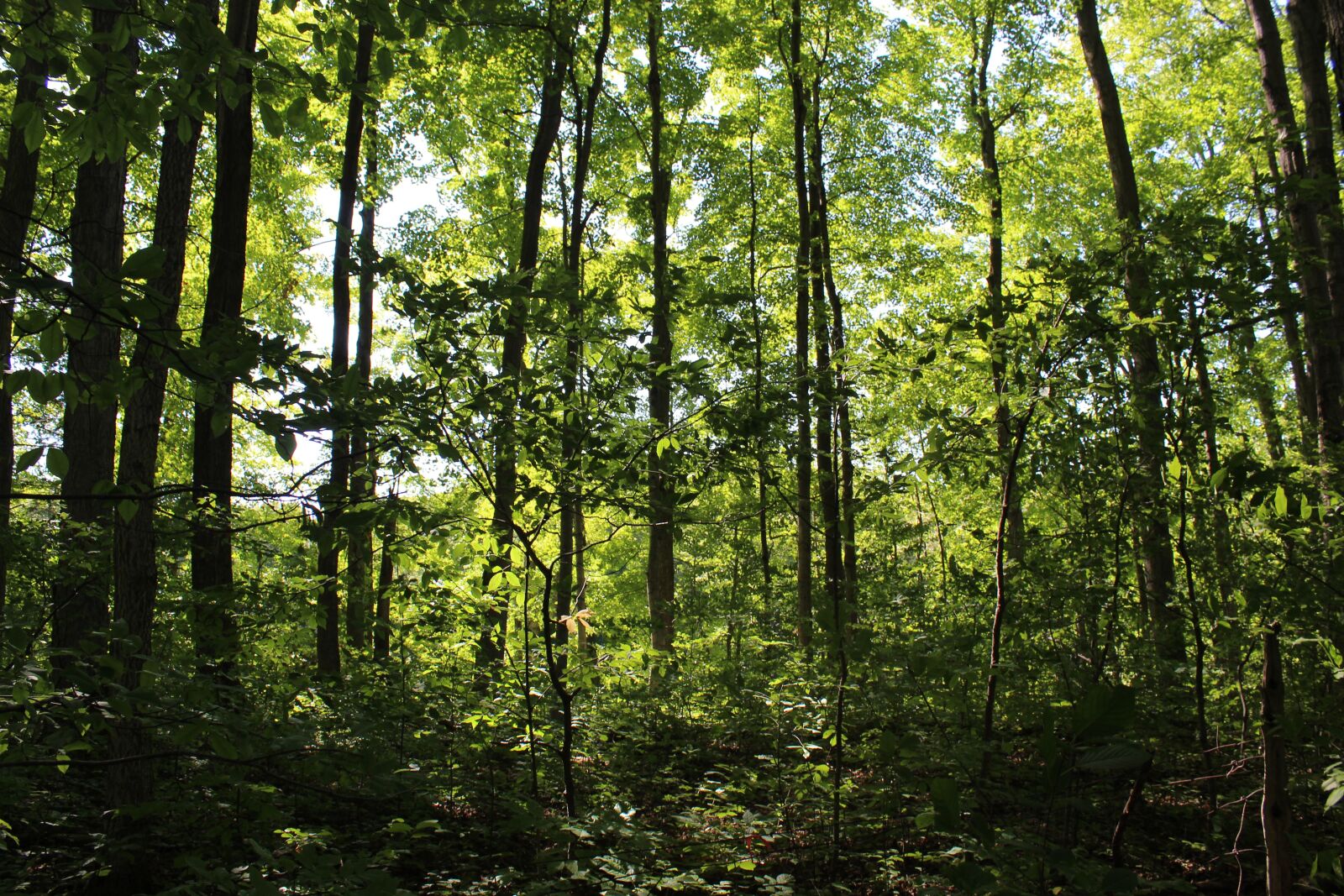 Canon EOS 1300D (EOS Rebel T6 / EOS Kiss X80) + Canon EF-S 18-55mm F3.5-5.6 IS II sample photo. Forest, trees, nature photography