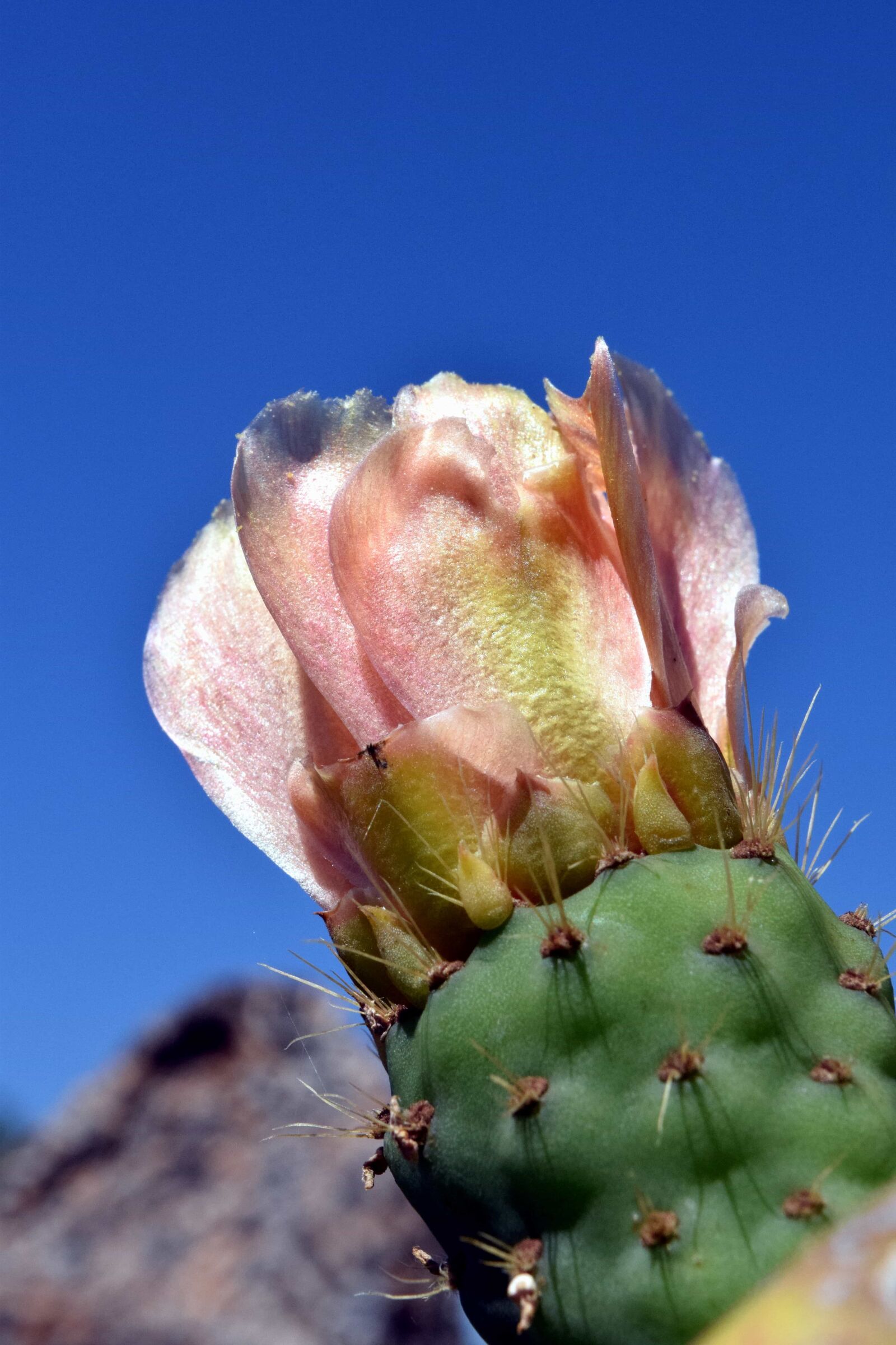 Nikon D3300 sample photo. Nature, flower, cactus, desert photography