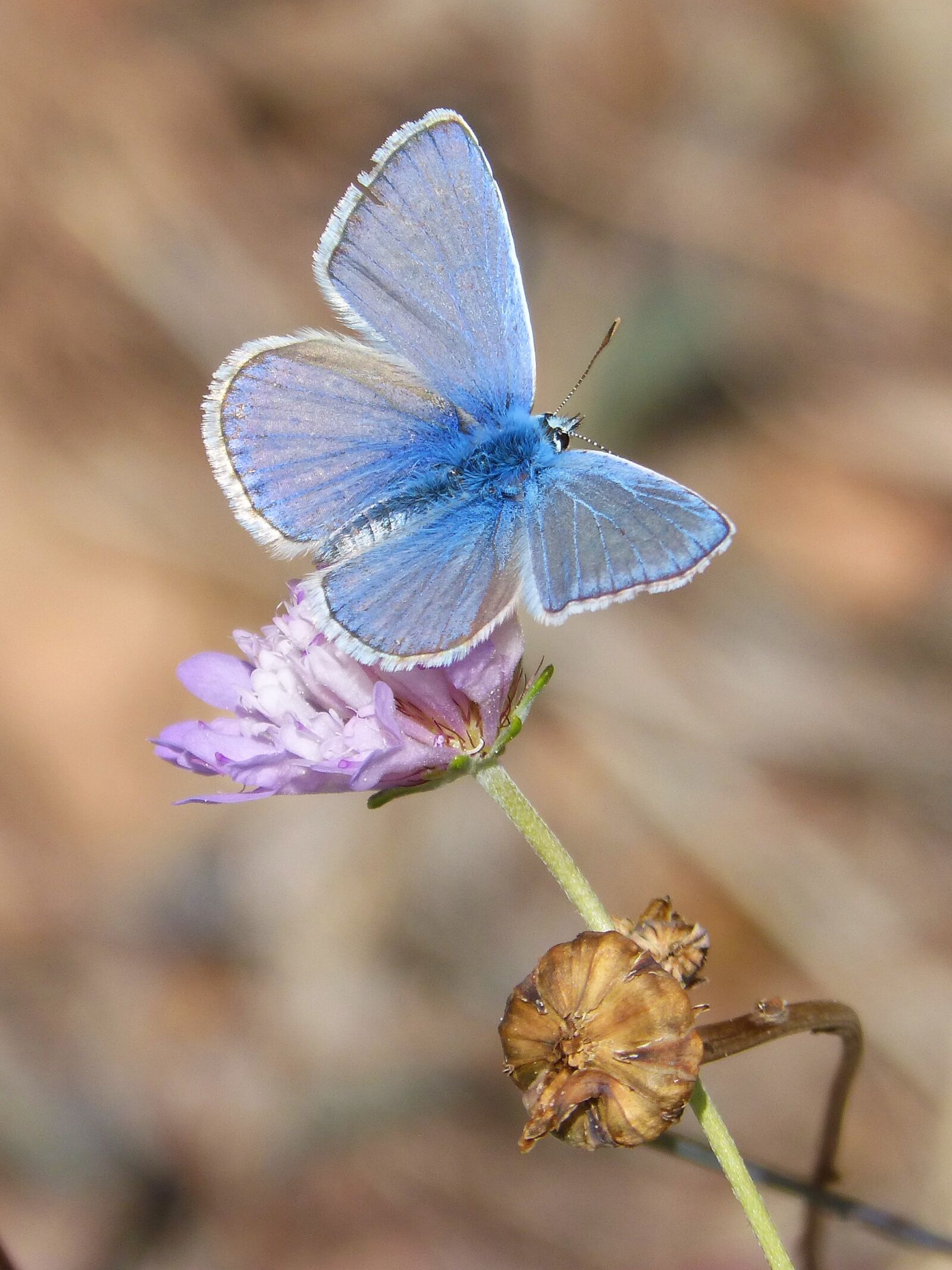 Panasonic DMC-FZ62 sample photo. Butterfly, polyommatus icarus, blue photography