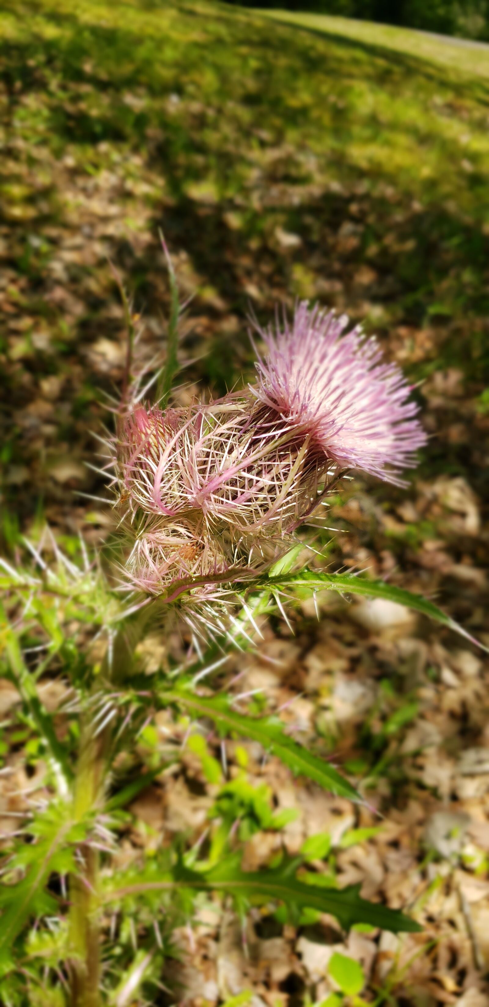 Samsung Galaxy S9 sample photo. Pink thistle, plant, thorn photography