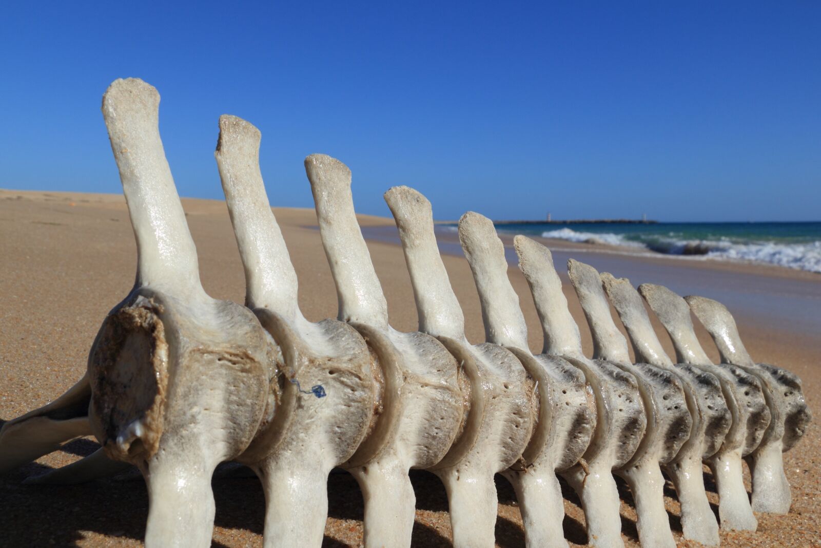 Canon EOS 550D (EOS Rebel T2i / EOS Kiss X4) sample photo. Portugal, faro, beach photography