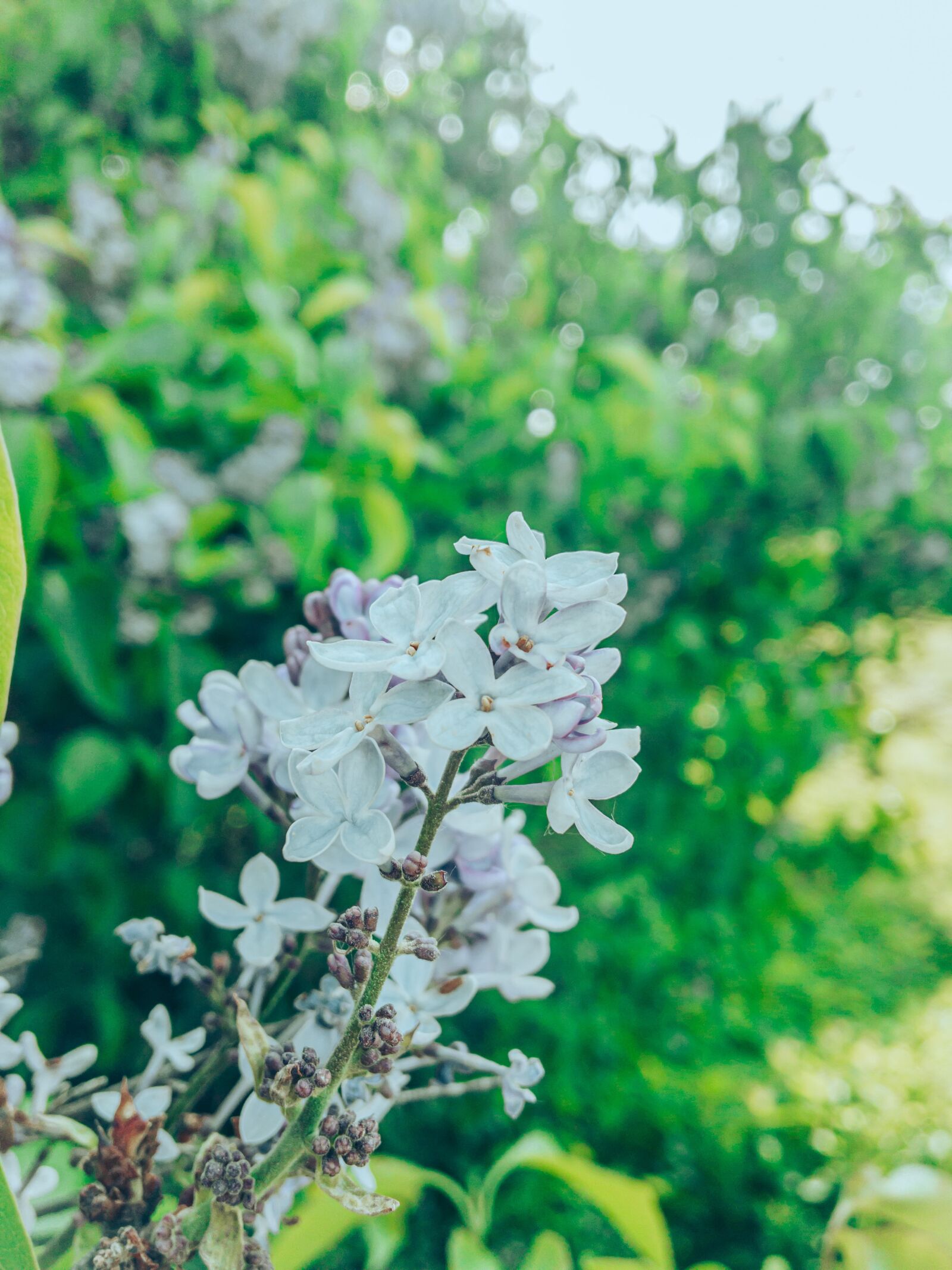 Apple iPhone 6s sample photo. Flowers, summer, nature photography