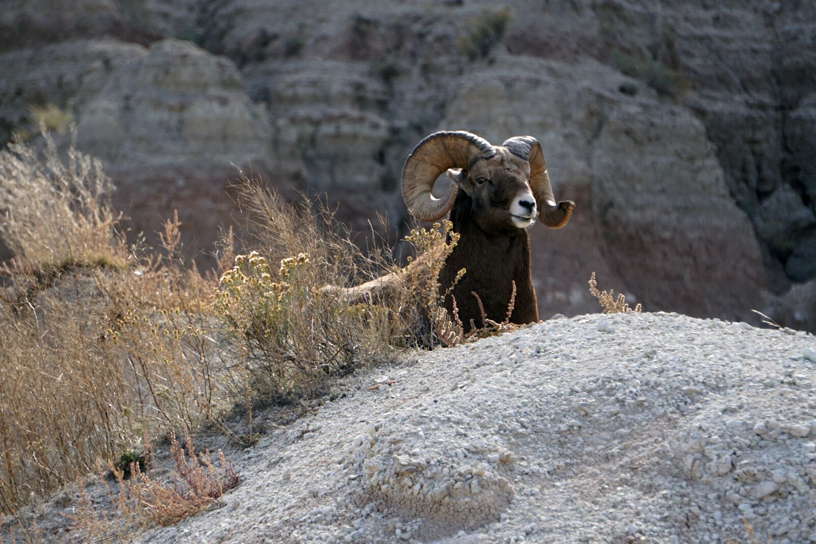 Sony E 55-210mm F4.5-6.3 OSS sample photo. Badlands, south dakota, ram photography