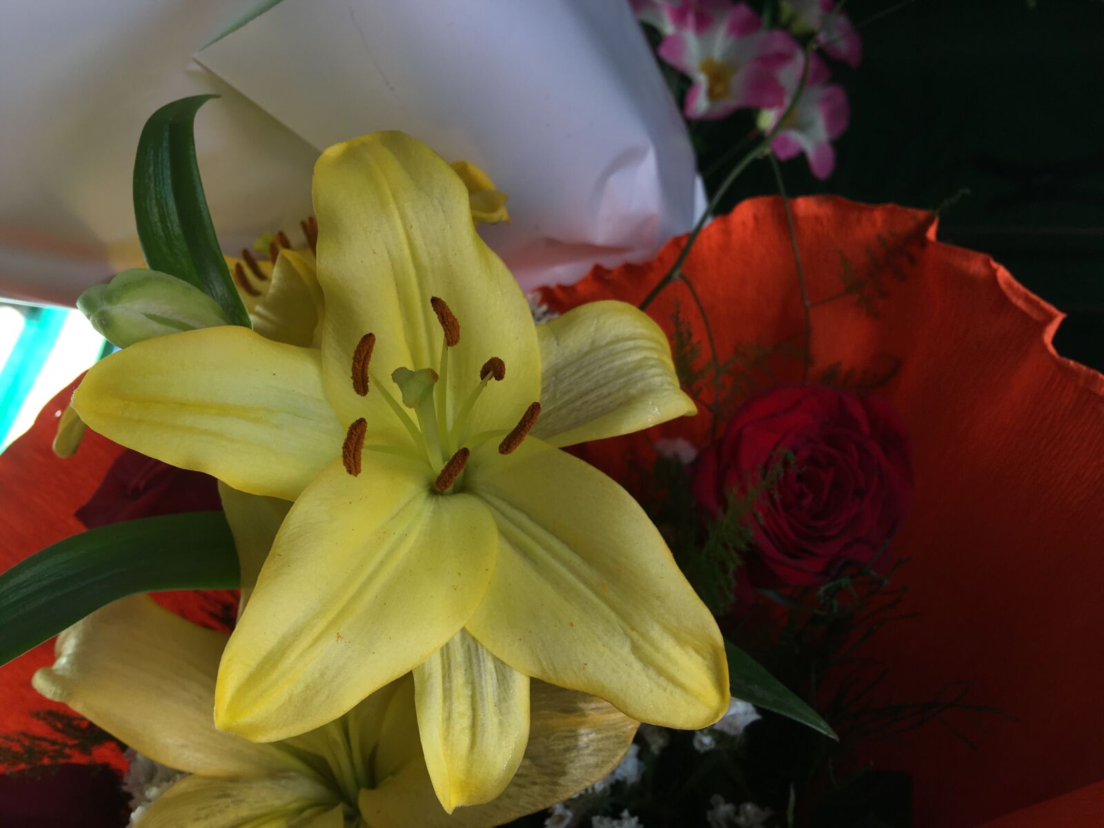 Apple iPhone 6s Plus sample photo. Flower, yellow, yellow flower photography