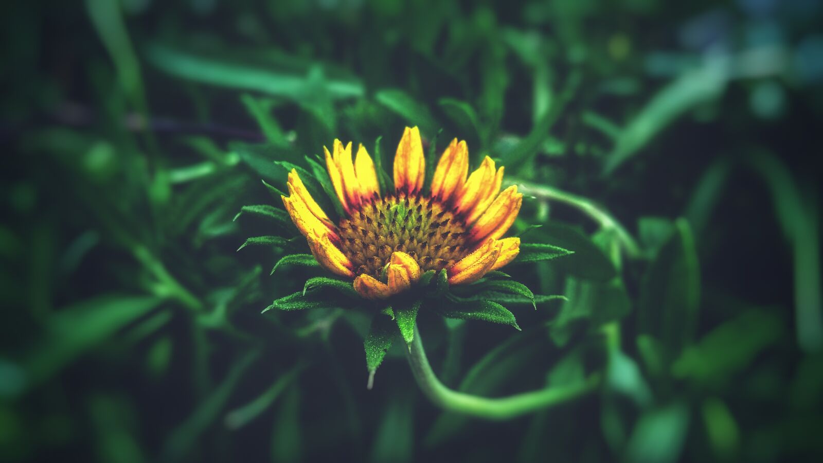 Xiaomi Redmi 4A sample photo. Nature, summer, flora photography