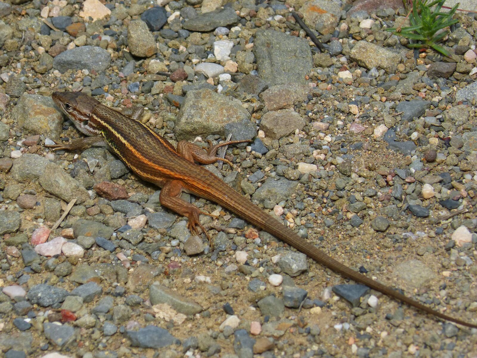 Panasonic DMC-FZ62 sample photo. Lizard, orange color, sargantana photography