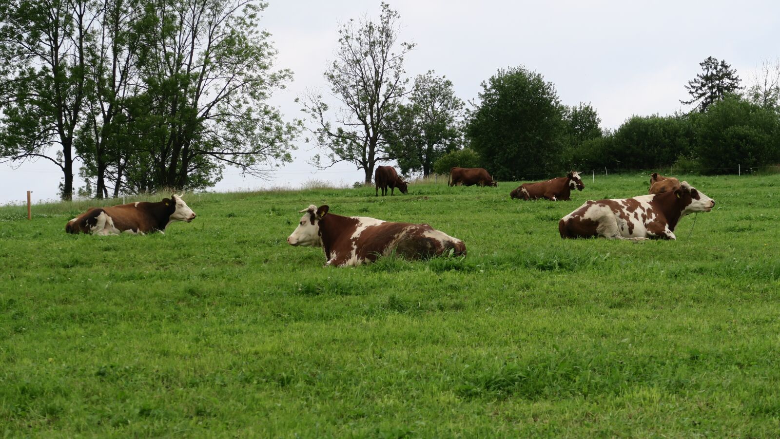 Canon PowerShot G7 X sample photo. Cows, nature, village photography