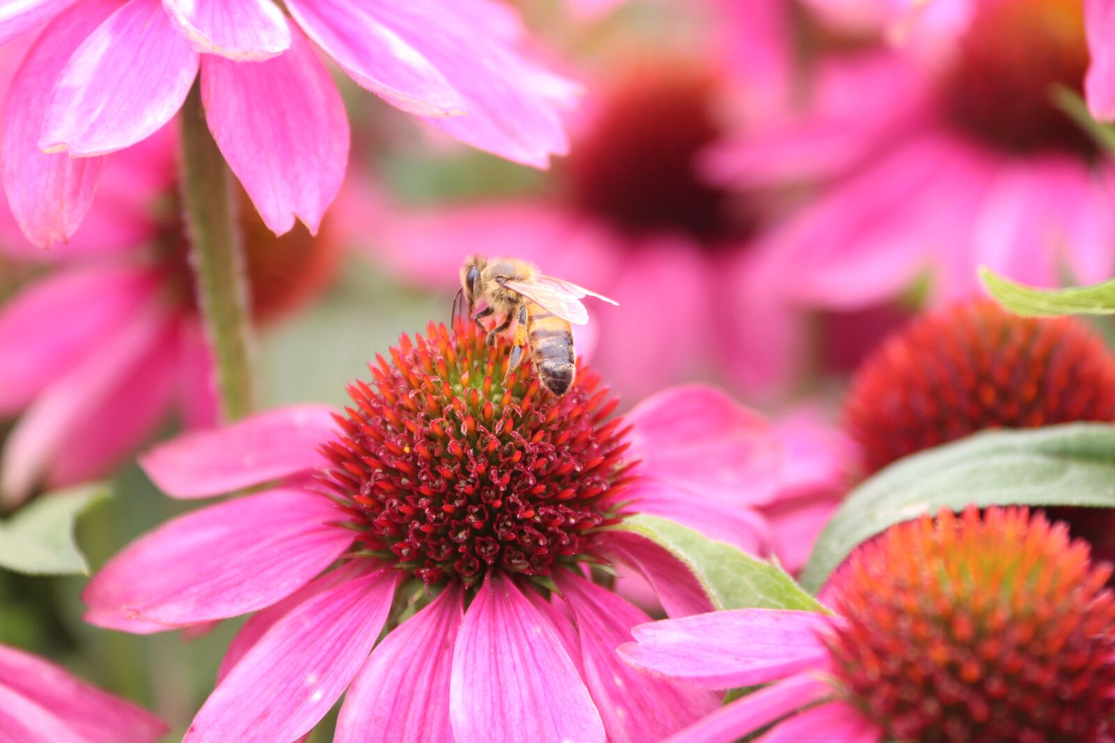 Canon EOS 800D (EOS Rebel T7i / EOS Kiss X9i) sample photo. Bee, flowers, lavender photography