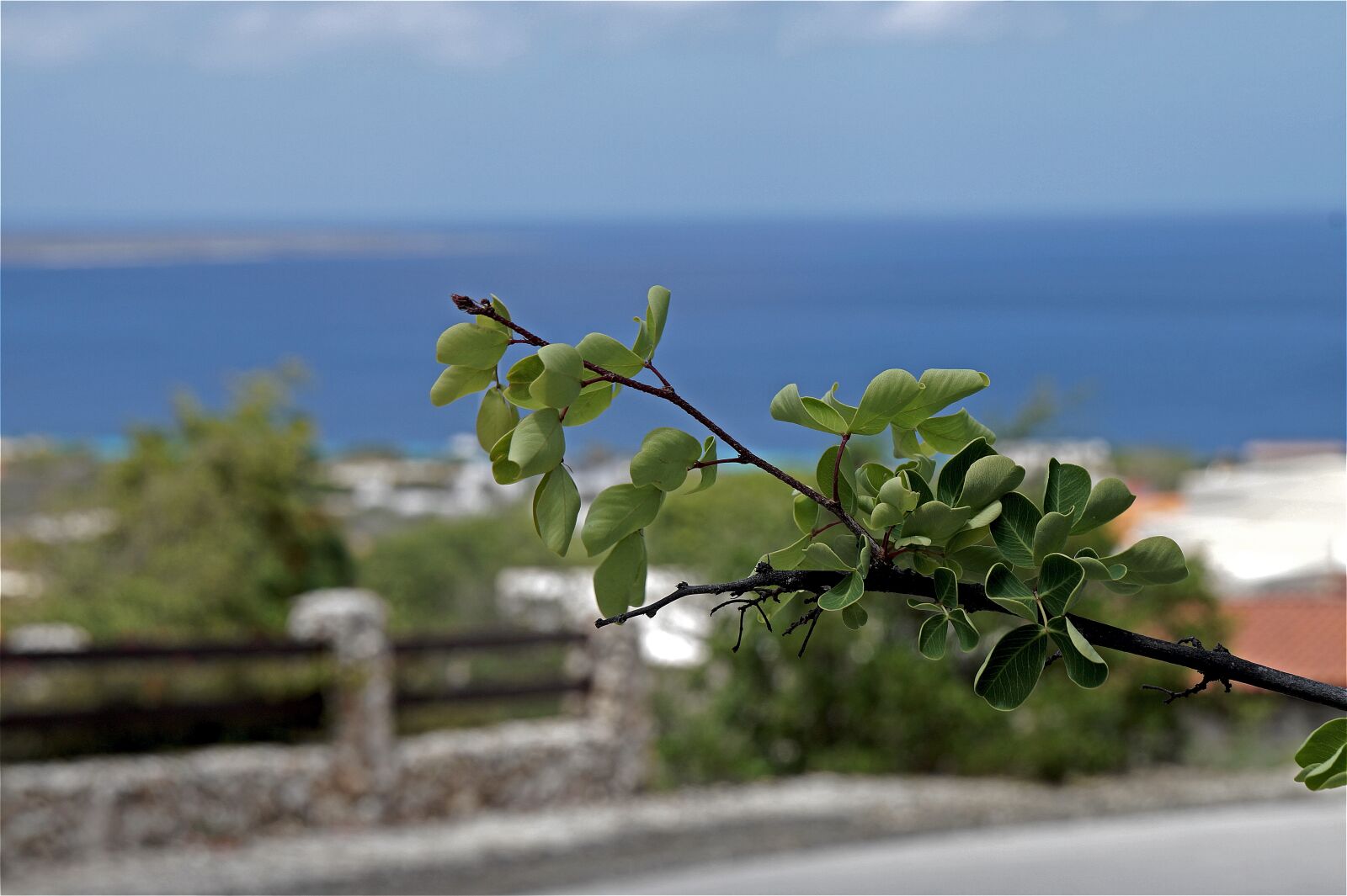 Sony Alpha a3000 sample photo. Green, tropical, nature photography