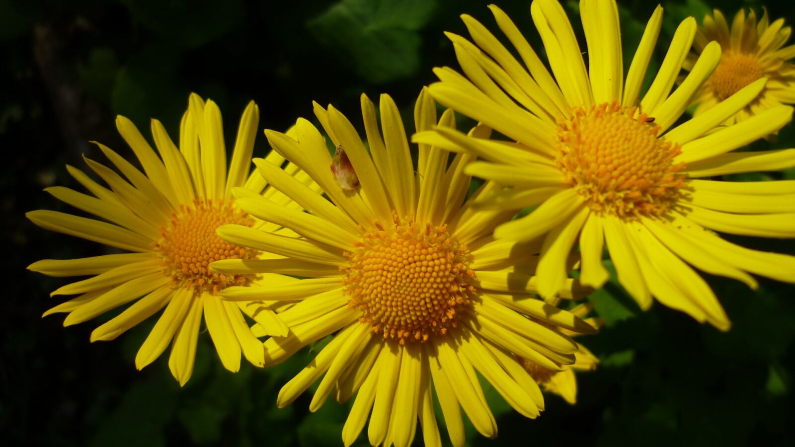 Panasonic Lumix DMC-FS6 sample photo. Flower, garden, blossom photography