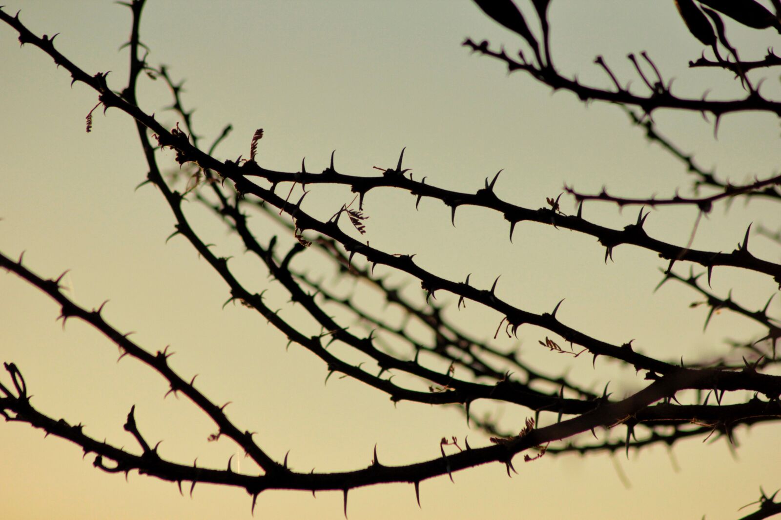 Canon EOS 60D sample photo. Black, and, white, dark photography