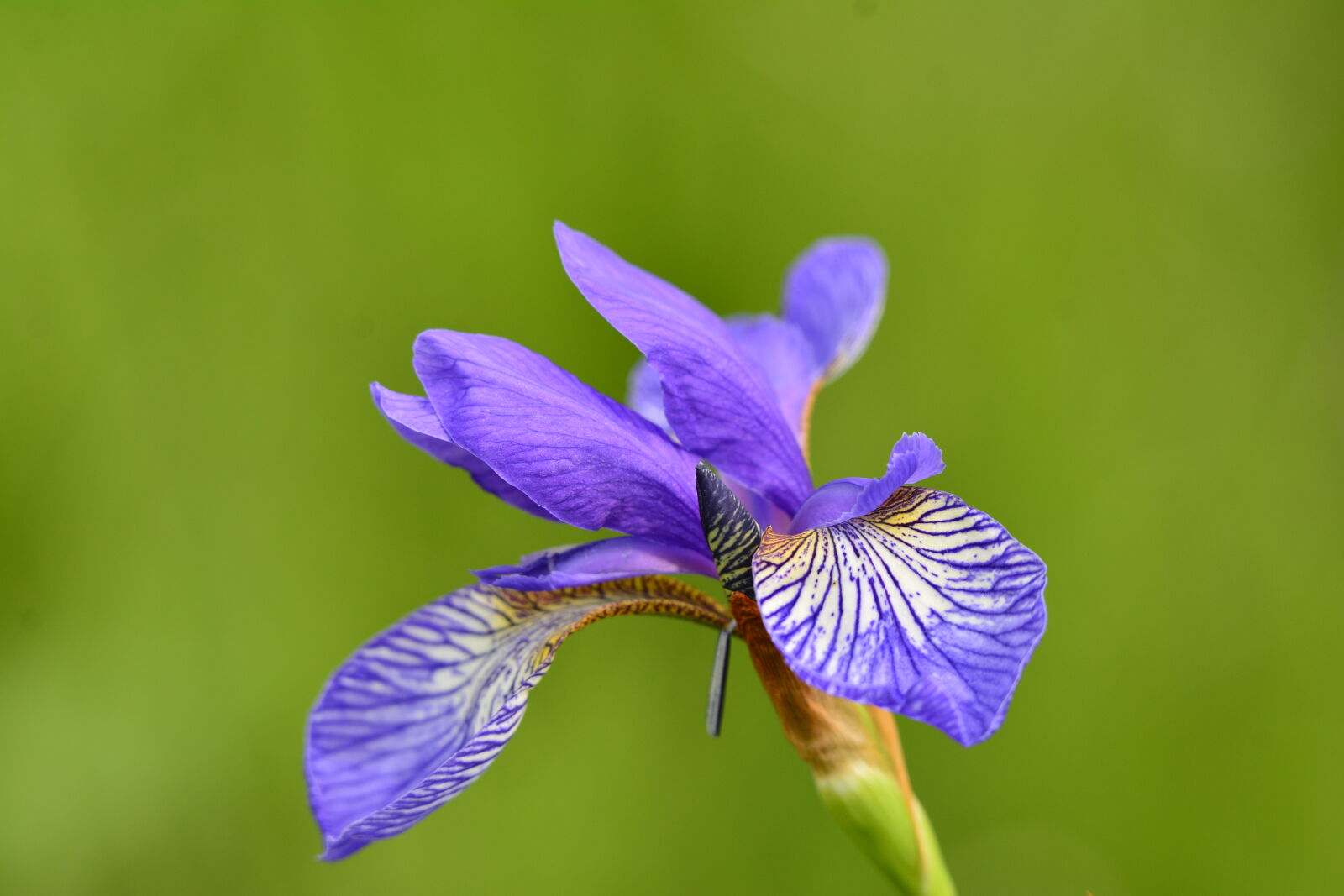 Nikon D7100 sample photo